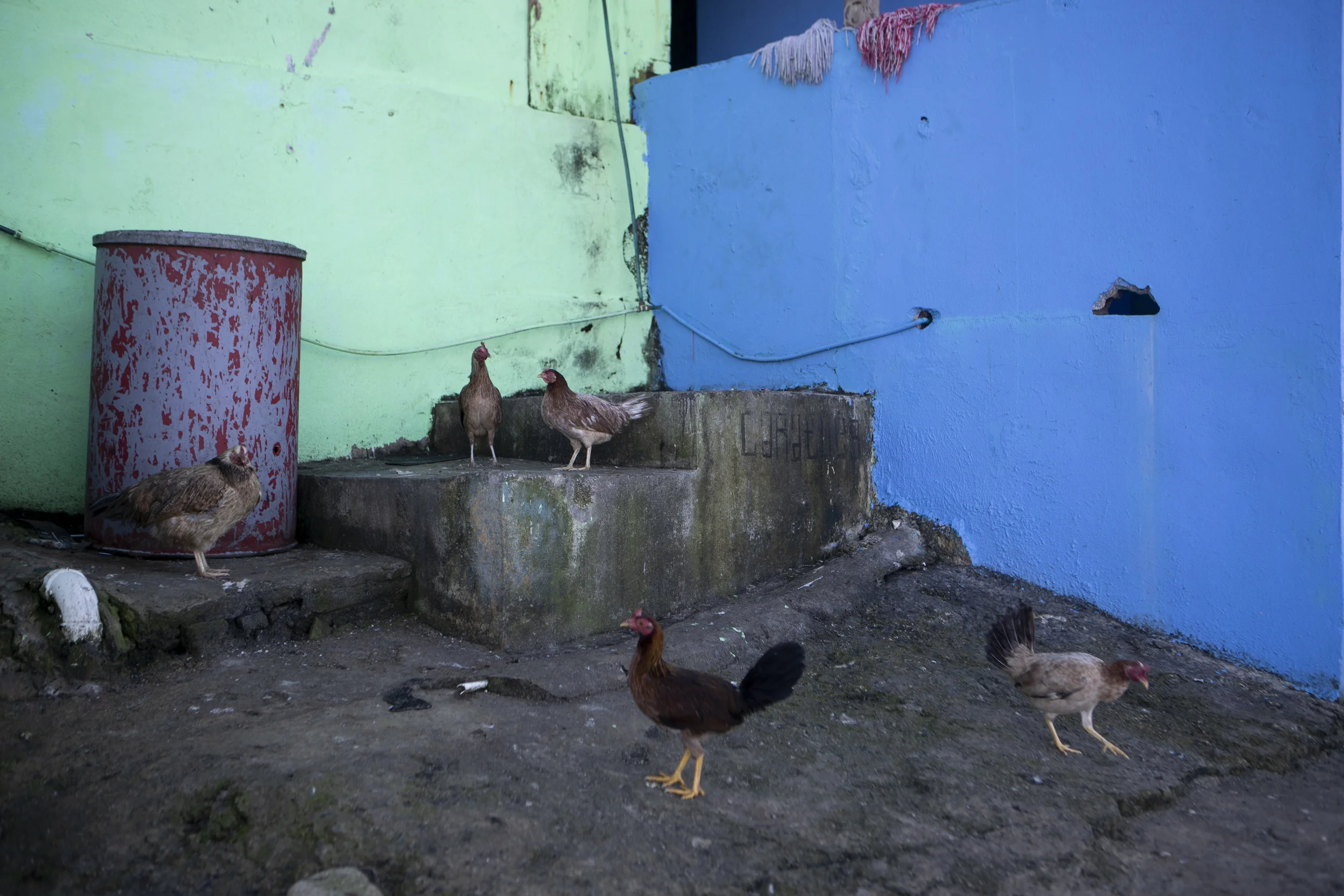  A group of chickens in La Perla, San Juan on Dec. 21, 2017. La Perla is a small shanty town on the ocean side of El Castillo de San Felipe del Morro in Puerto Rico. Historically a hub for jobs like slaughterhouses, La Perla was hit hard by Hurricane