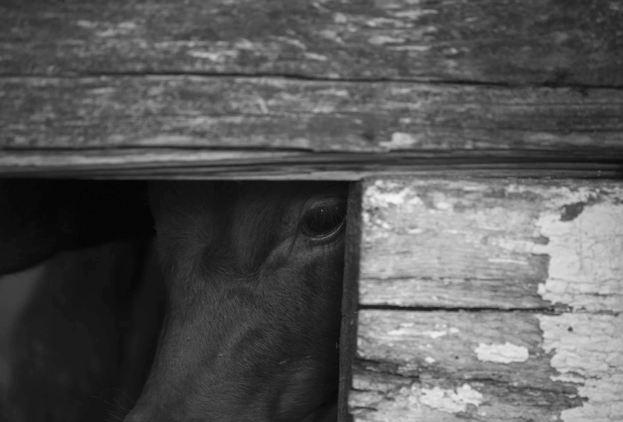 Walthill Rodeo 7 BW.jpg