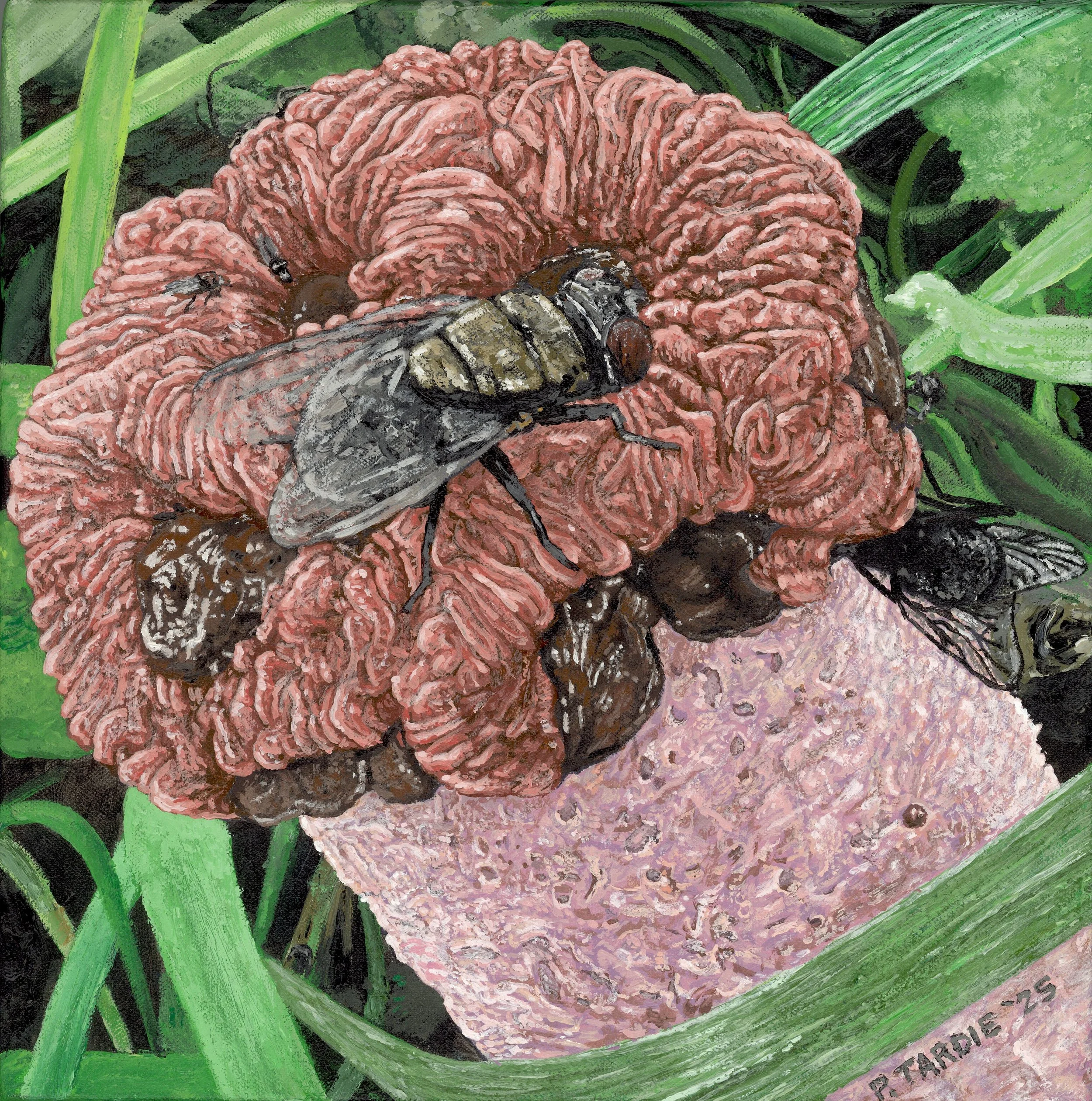 Diptera and Stinkhorn