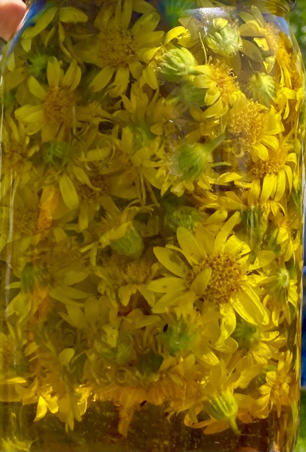 Magical Medicine Making....Featuring Arnica