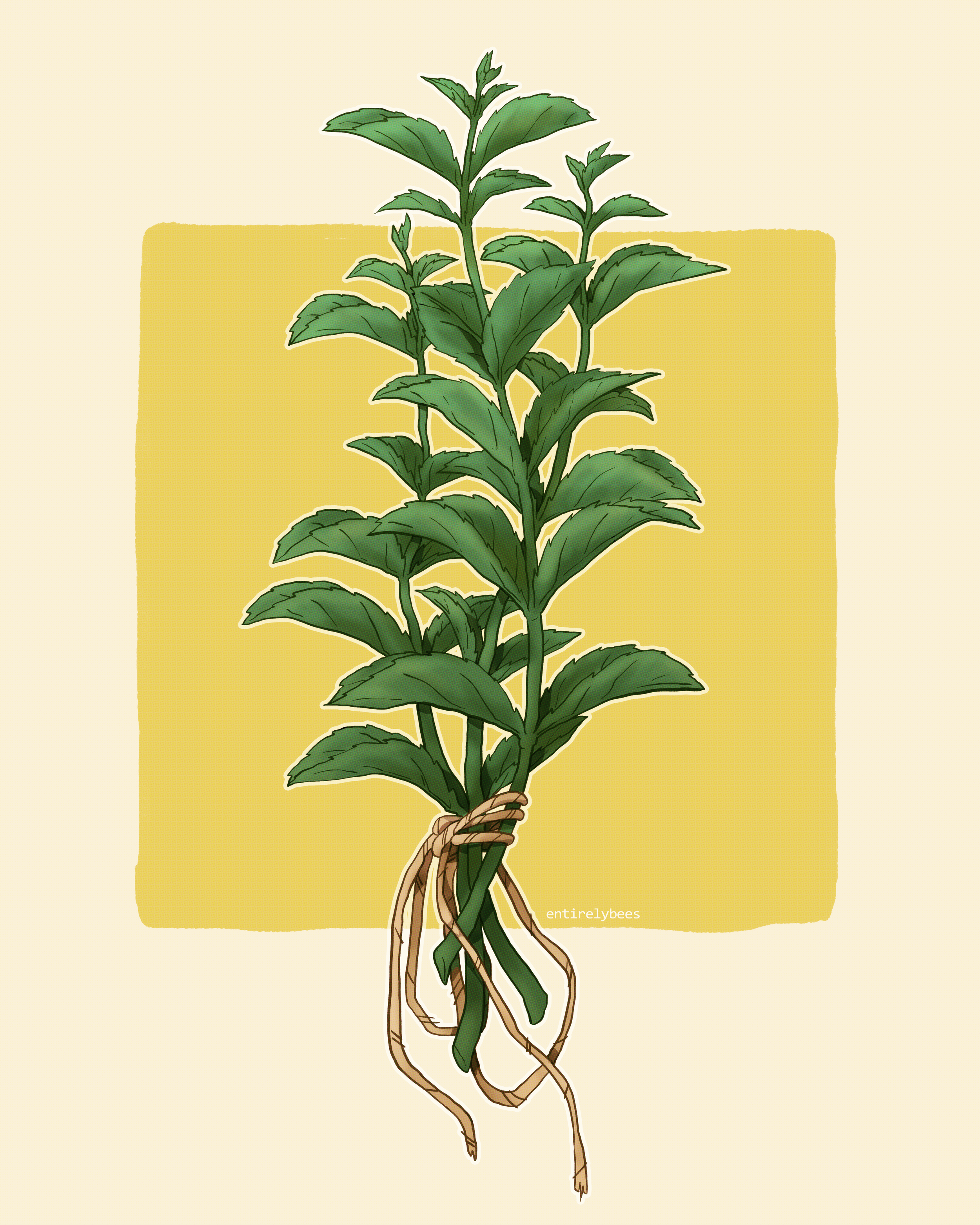 Mint