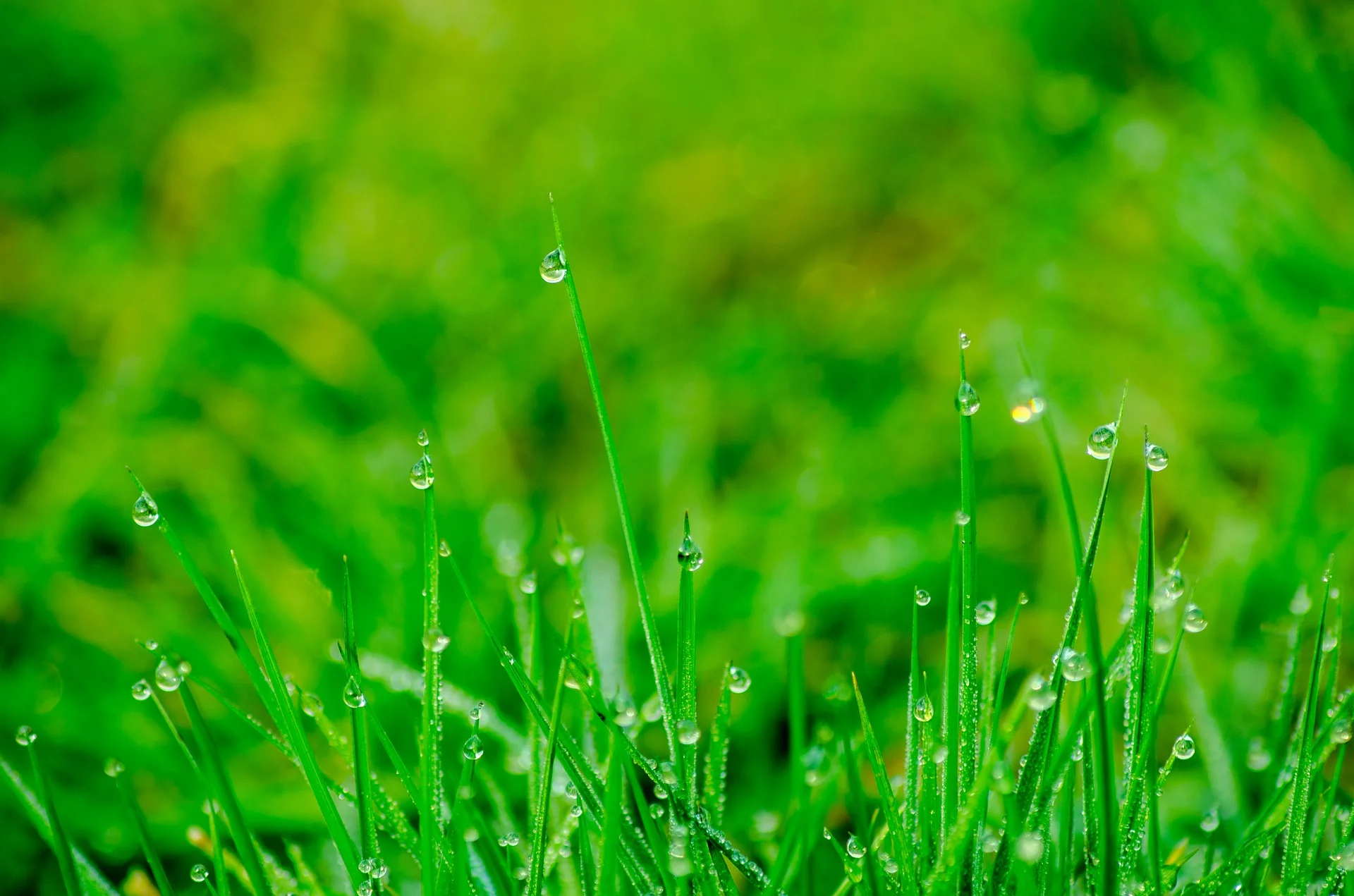 grass-2149081_1920.jpg