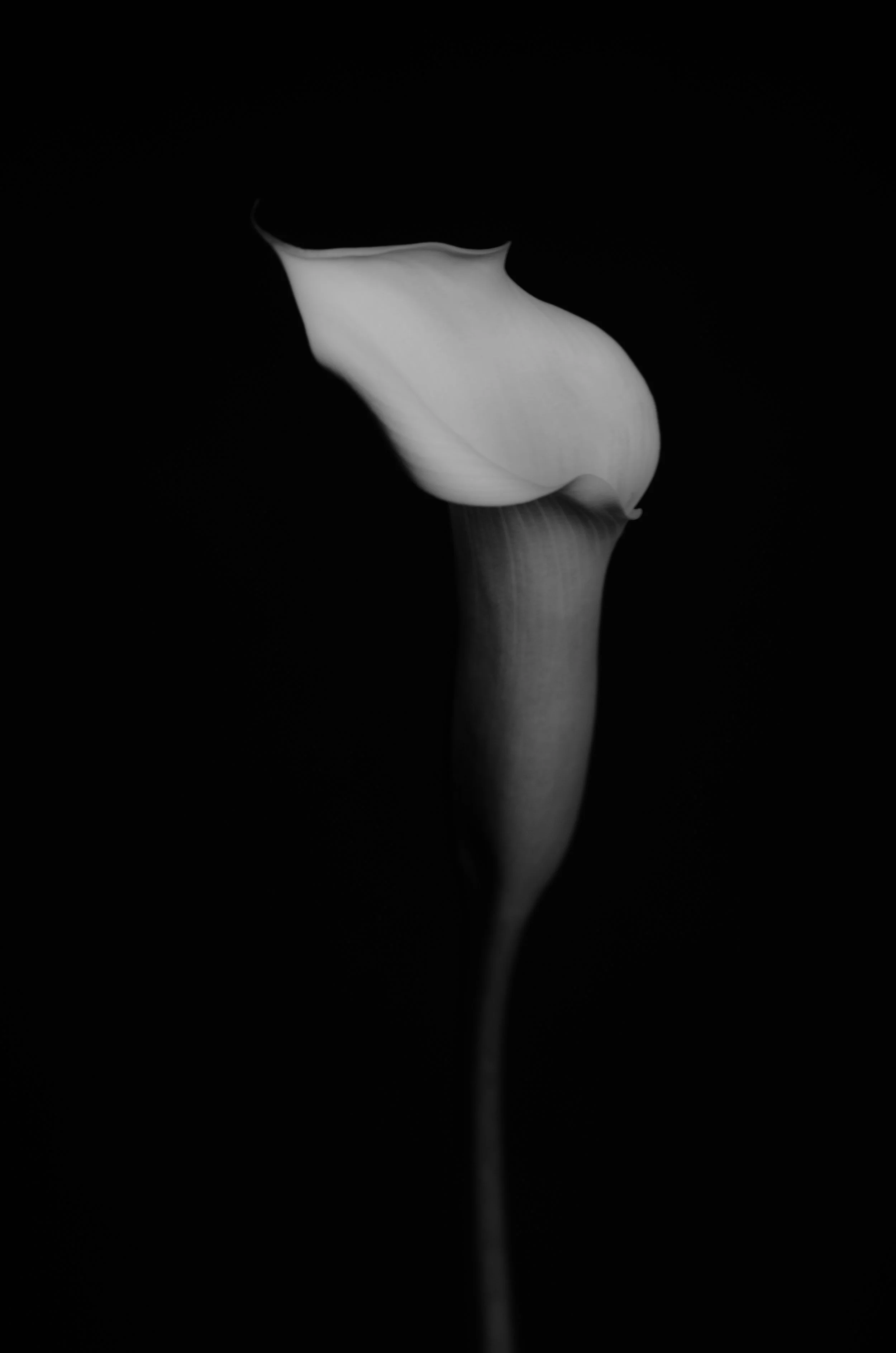 untitled-54.jpg