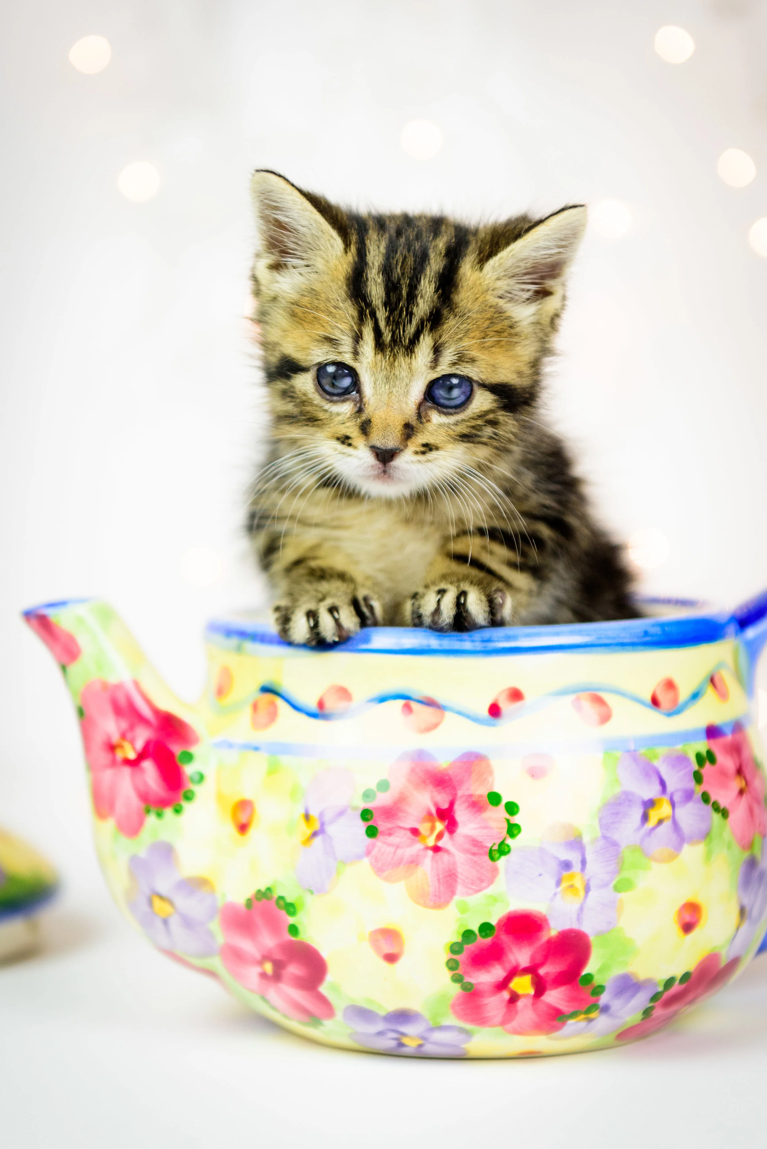 17_05_Leo Whiskers the Foster Kitty_402.jpg