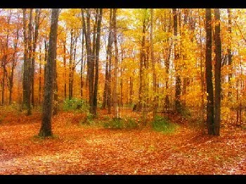 Fall and the beauty of death.