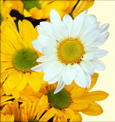 Flowers were meant to bloom