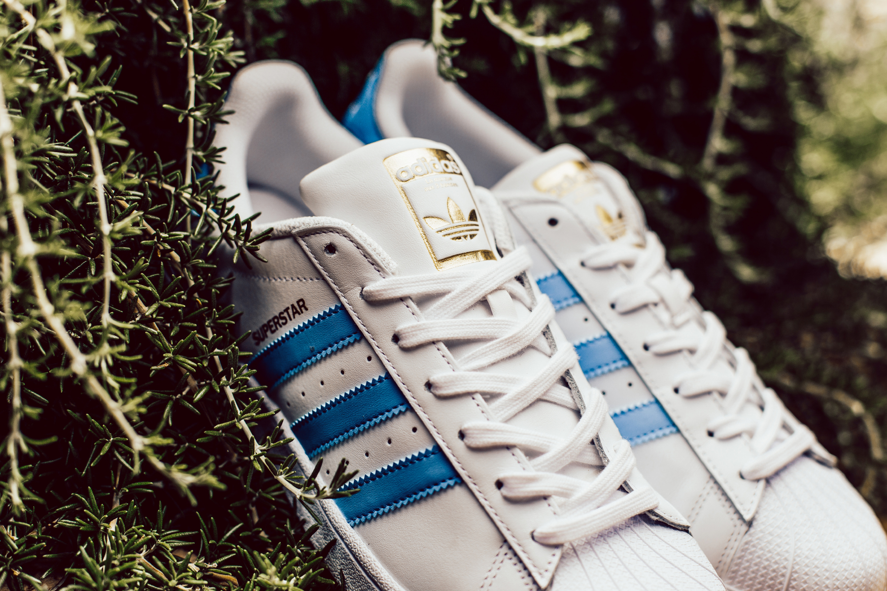 white and baby blue adidas