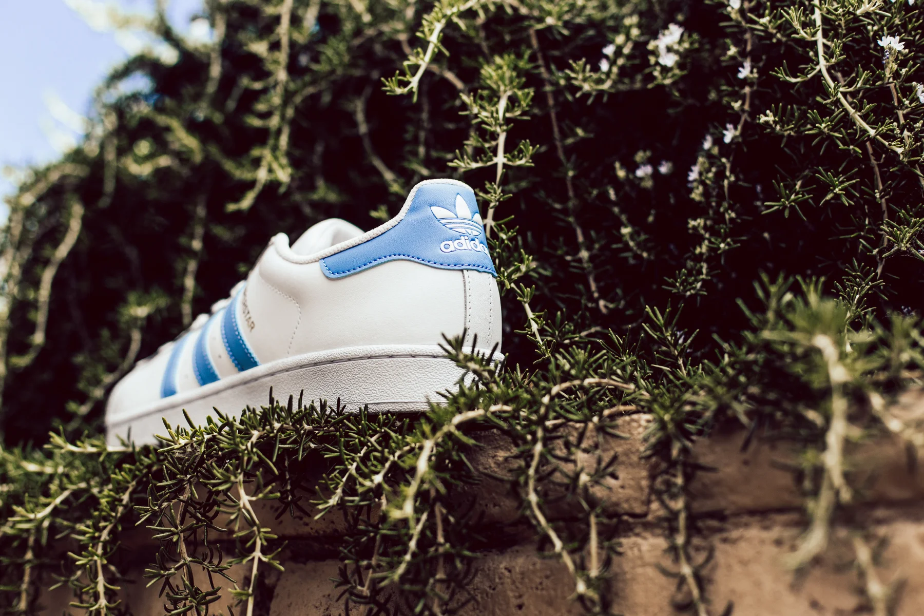 sky blue shell toe adidas