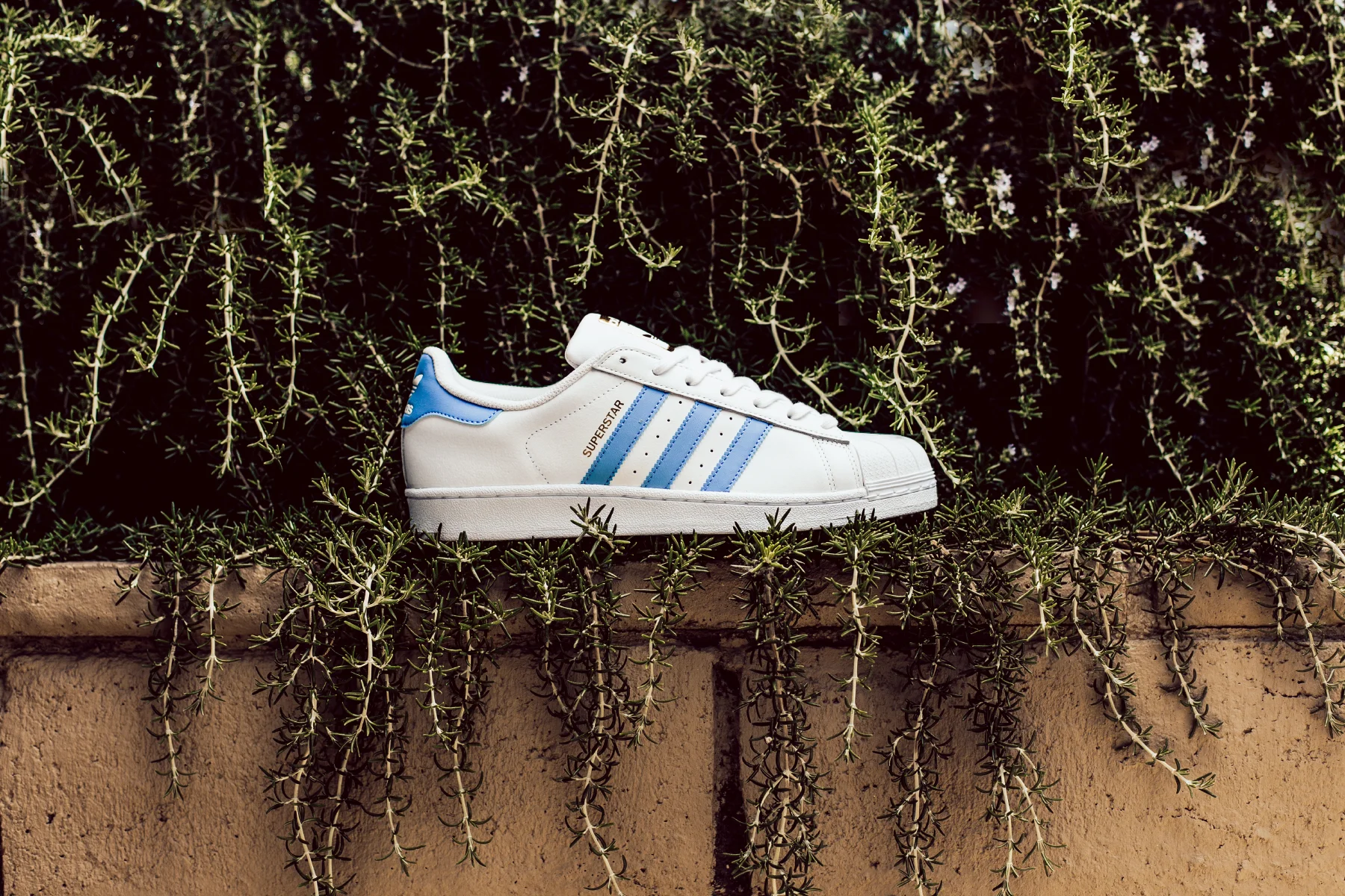 blue and white adidas shell toes
