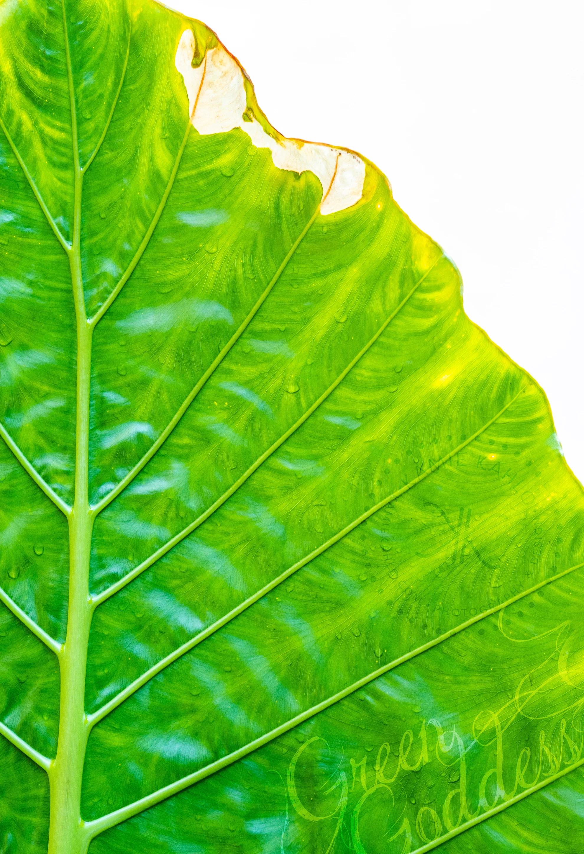 green-goddess.jpg