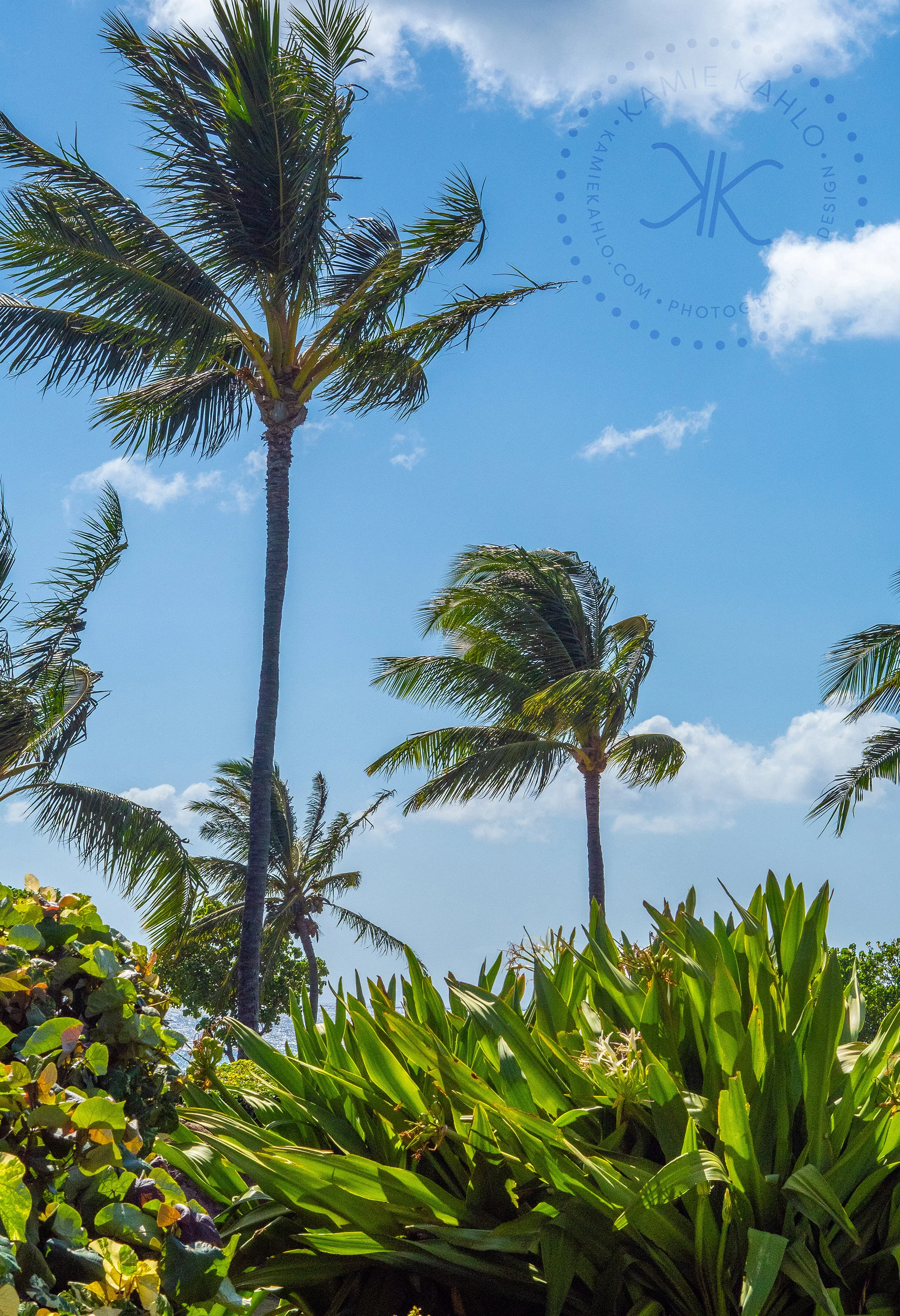 Wind Palm