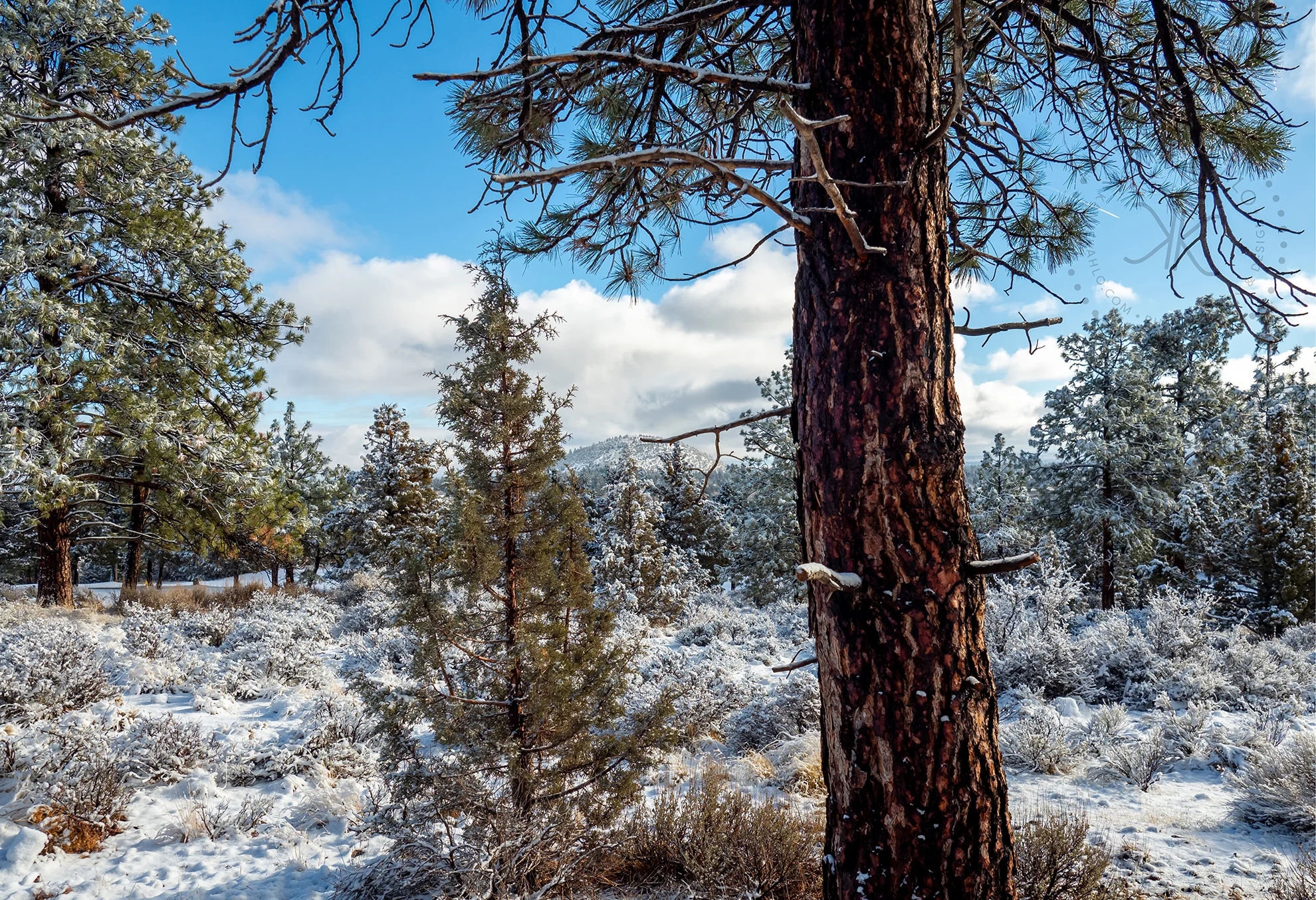 winter-250086