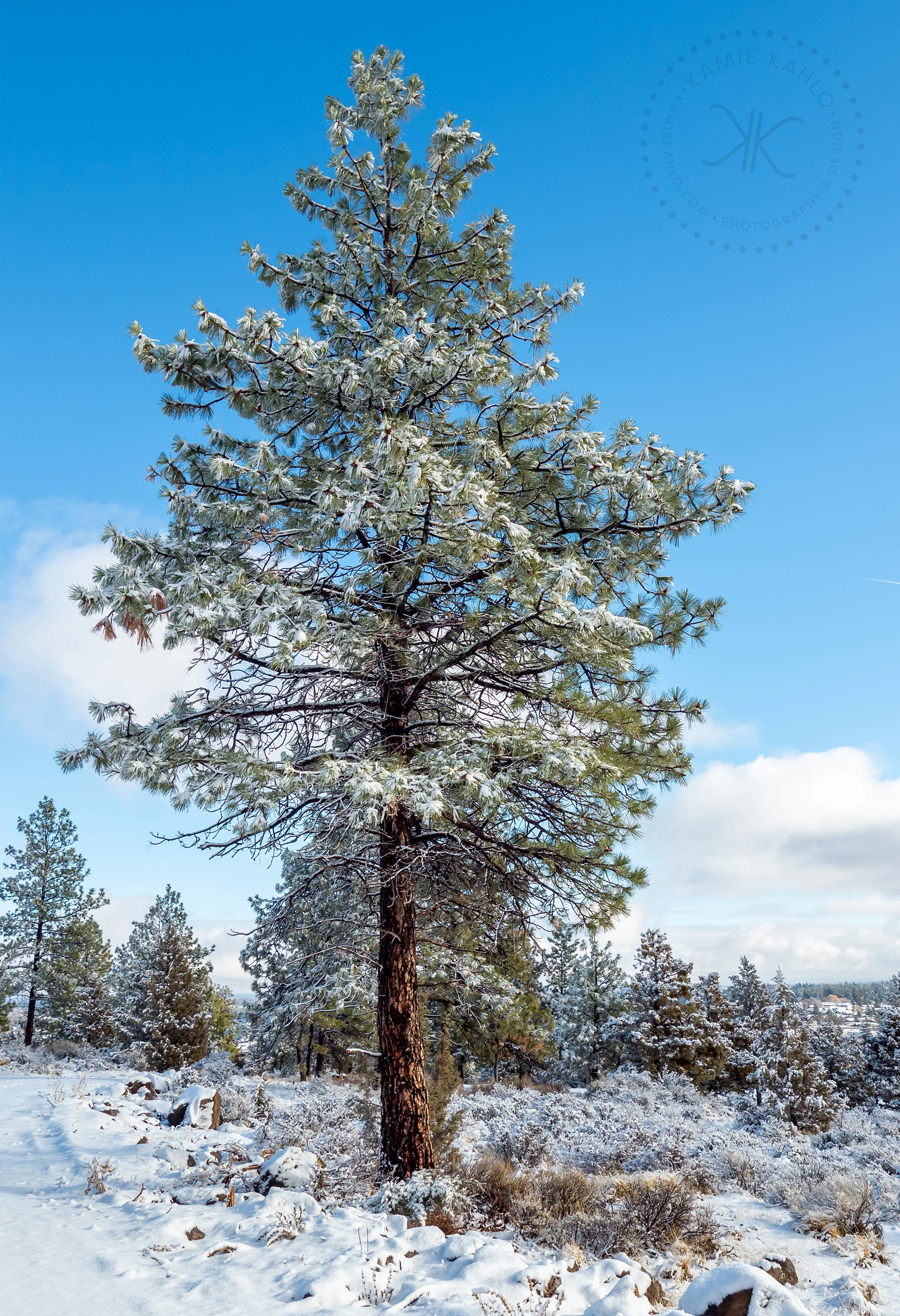 winter-250083