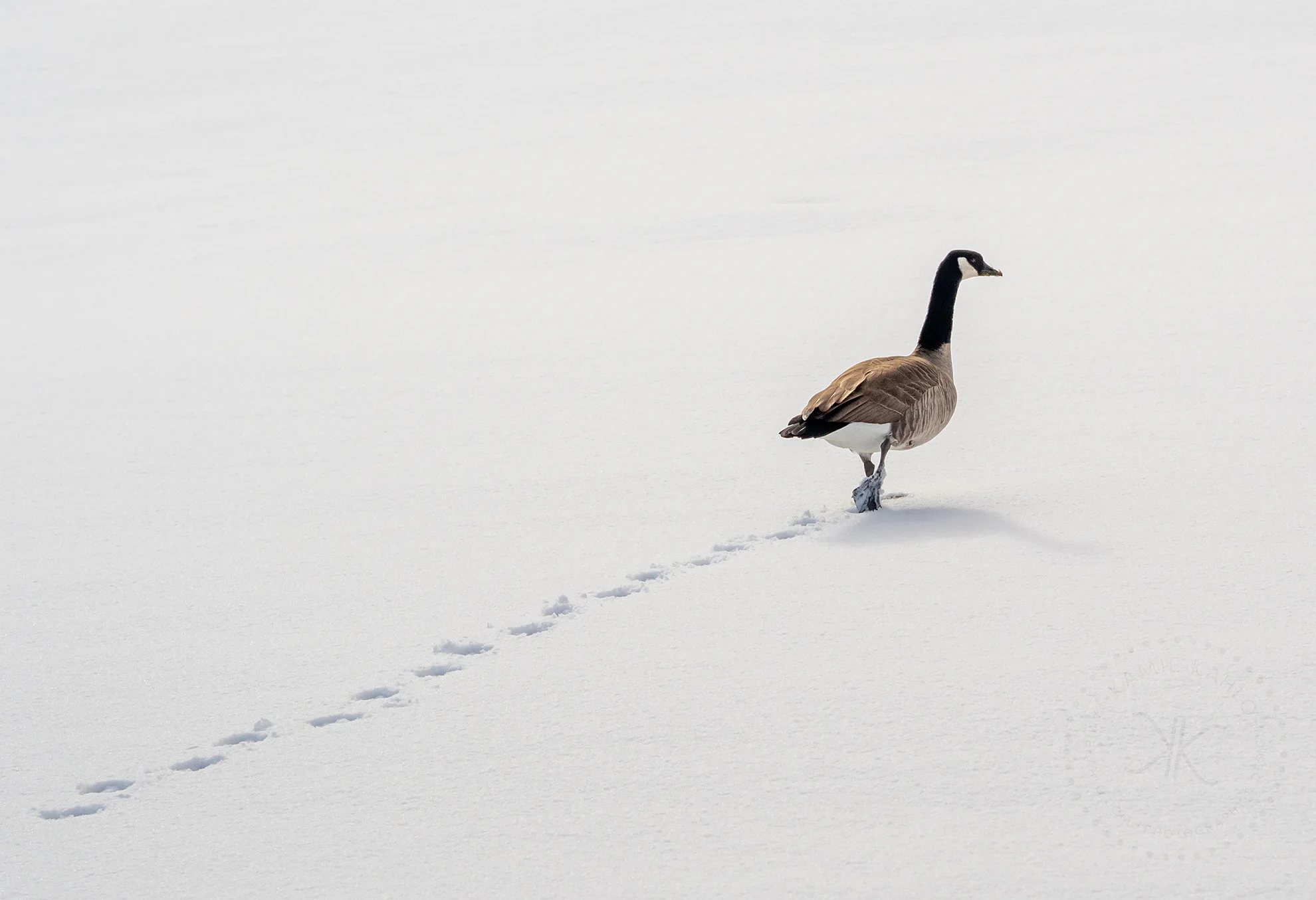 geese-1010048