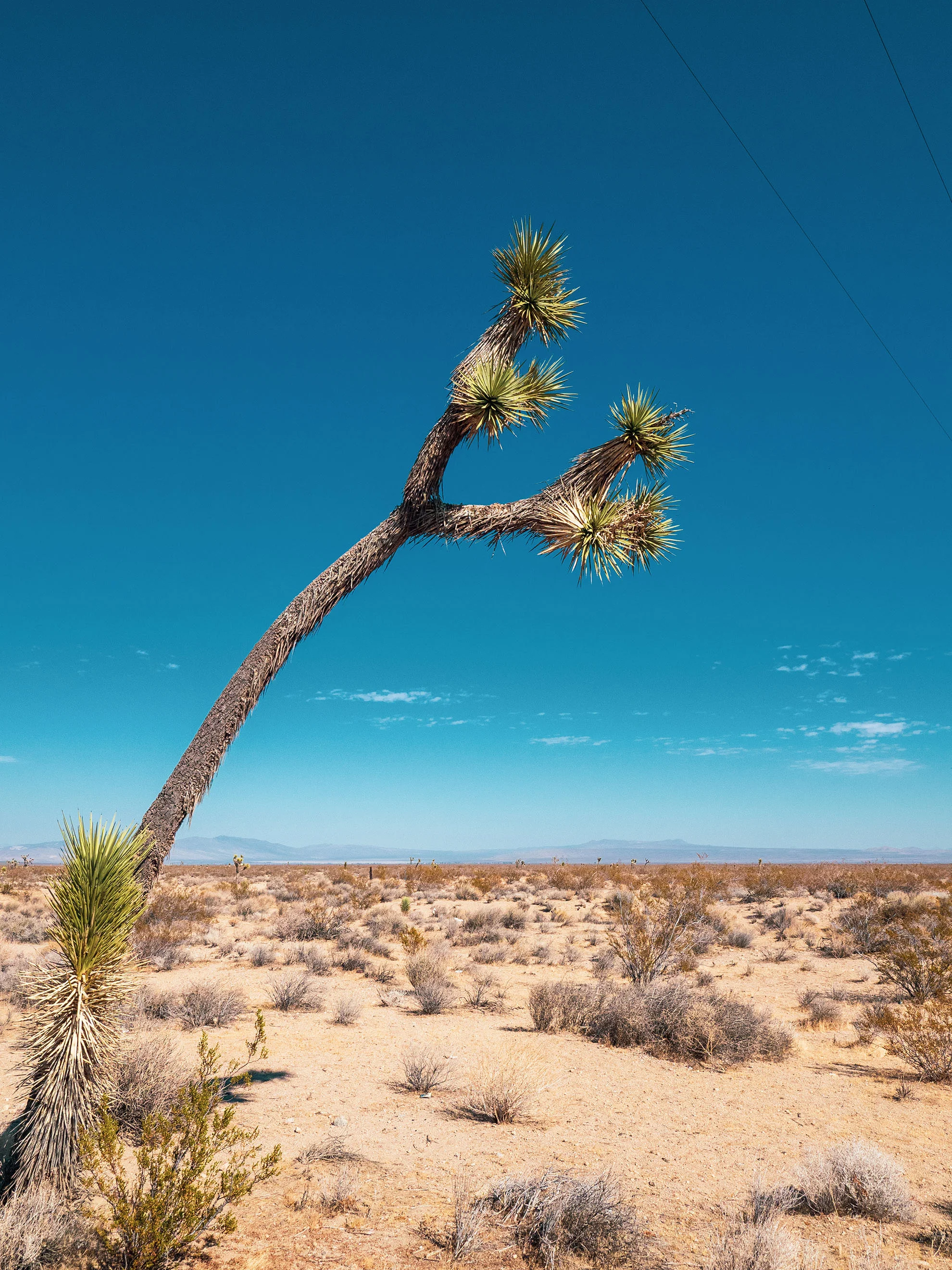 mojave-050318.jpg