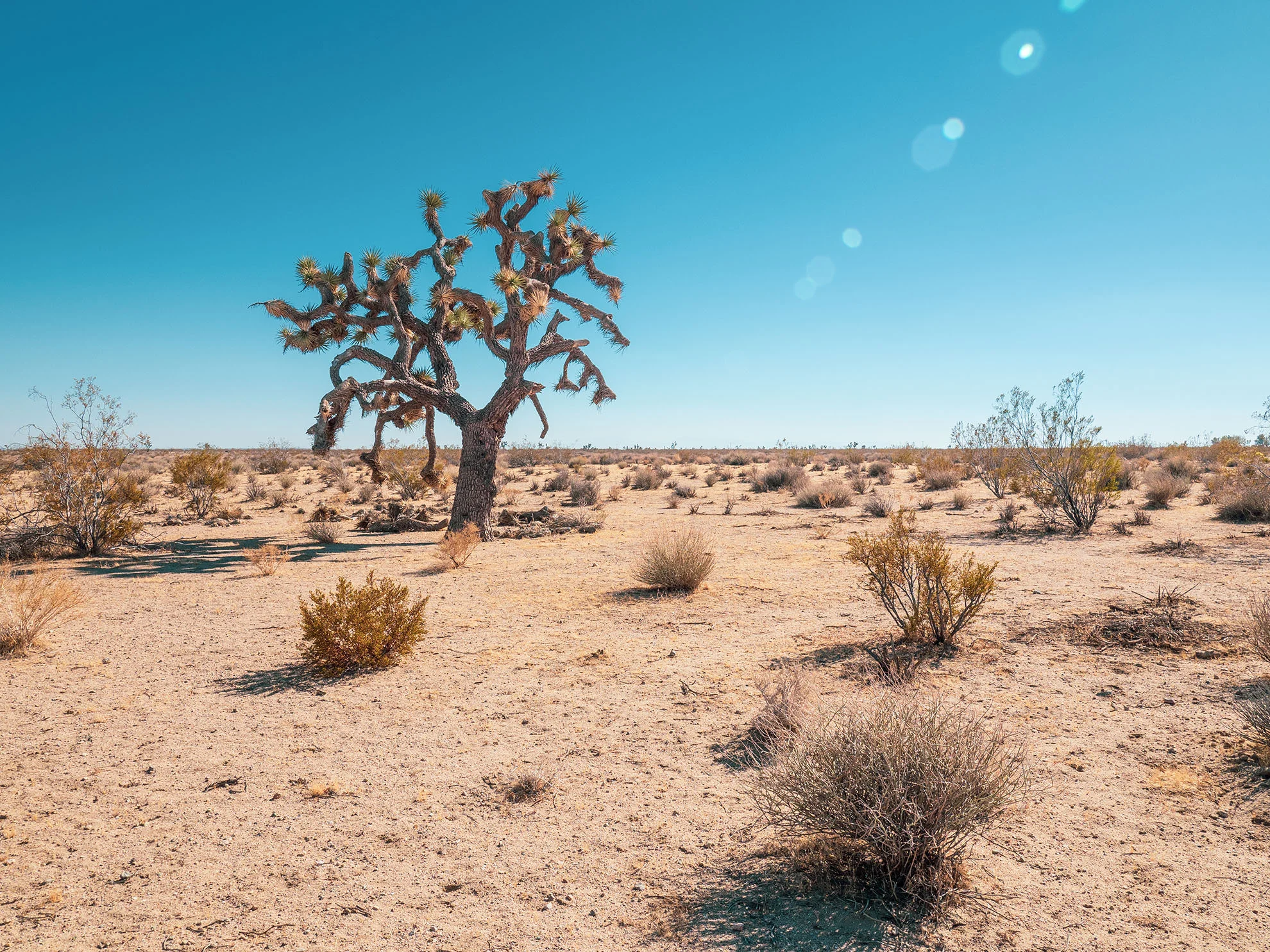 mojave-050333.jpg