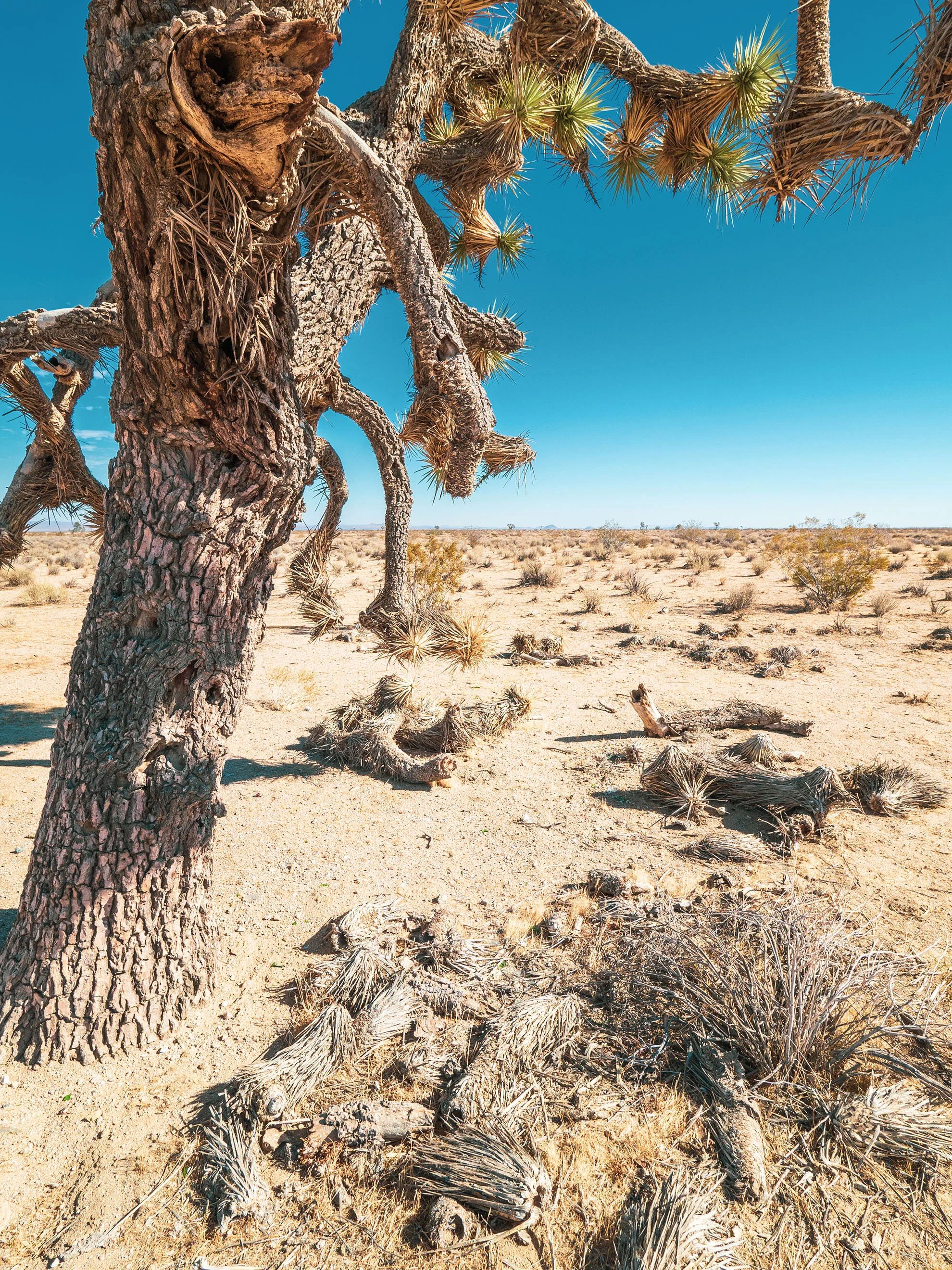 mojave-050336.jpg