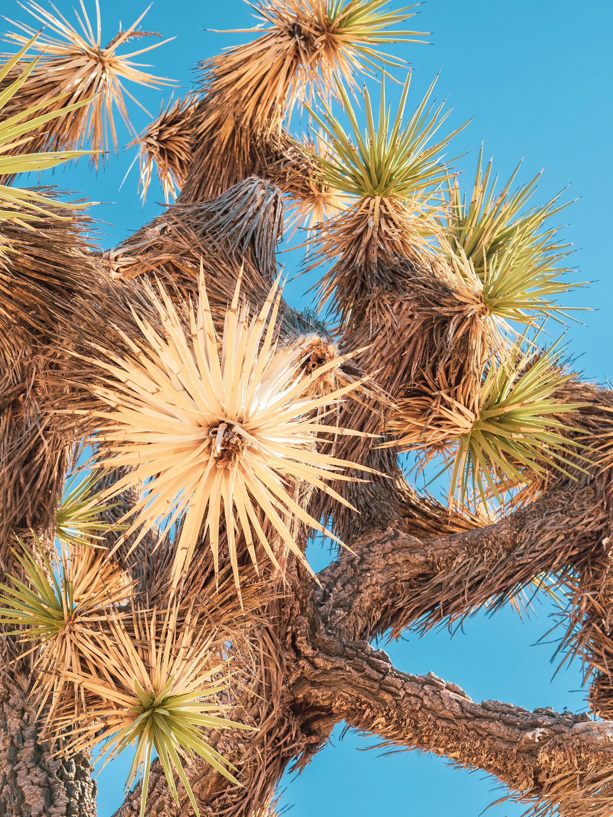 mojave-050357.jpg