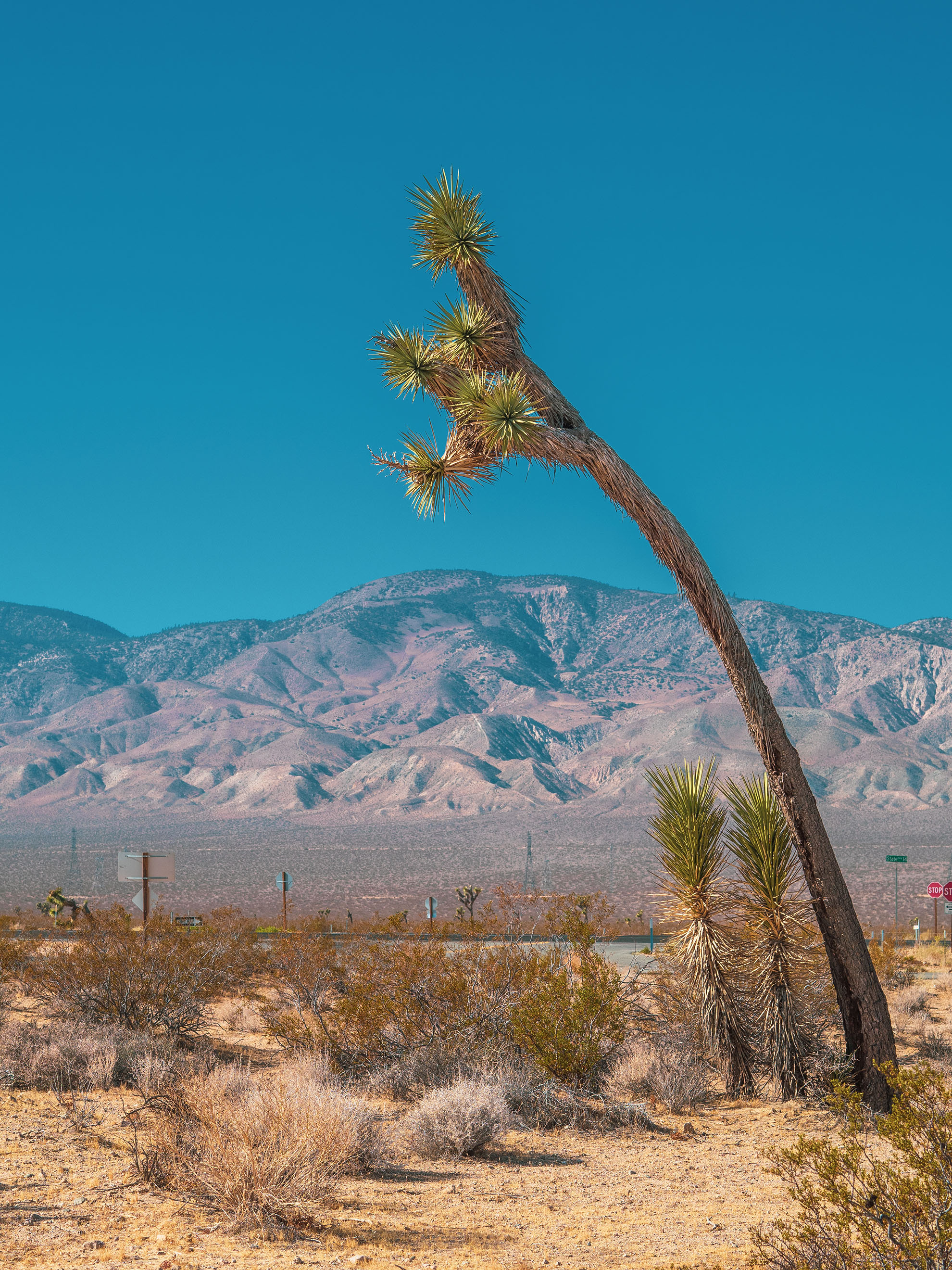 mojave-050387.jpg