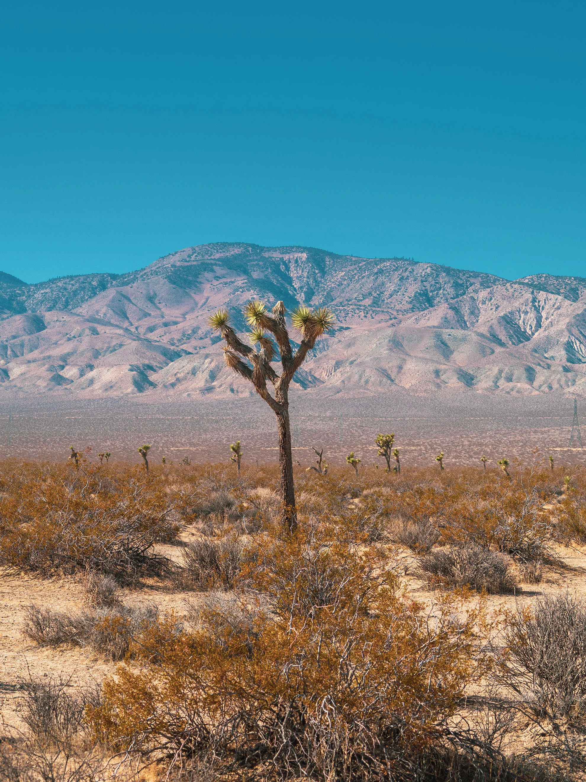 mojave-050394.jpg