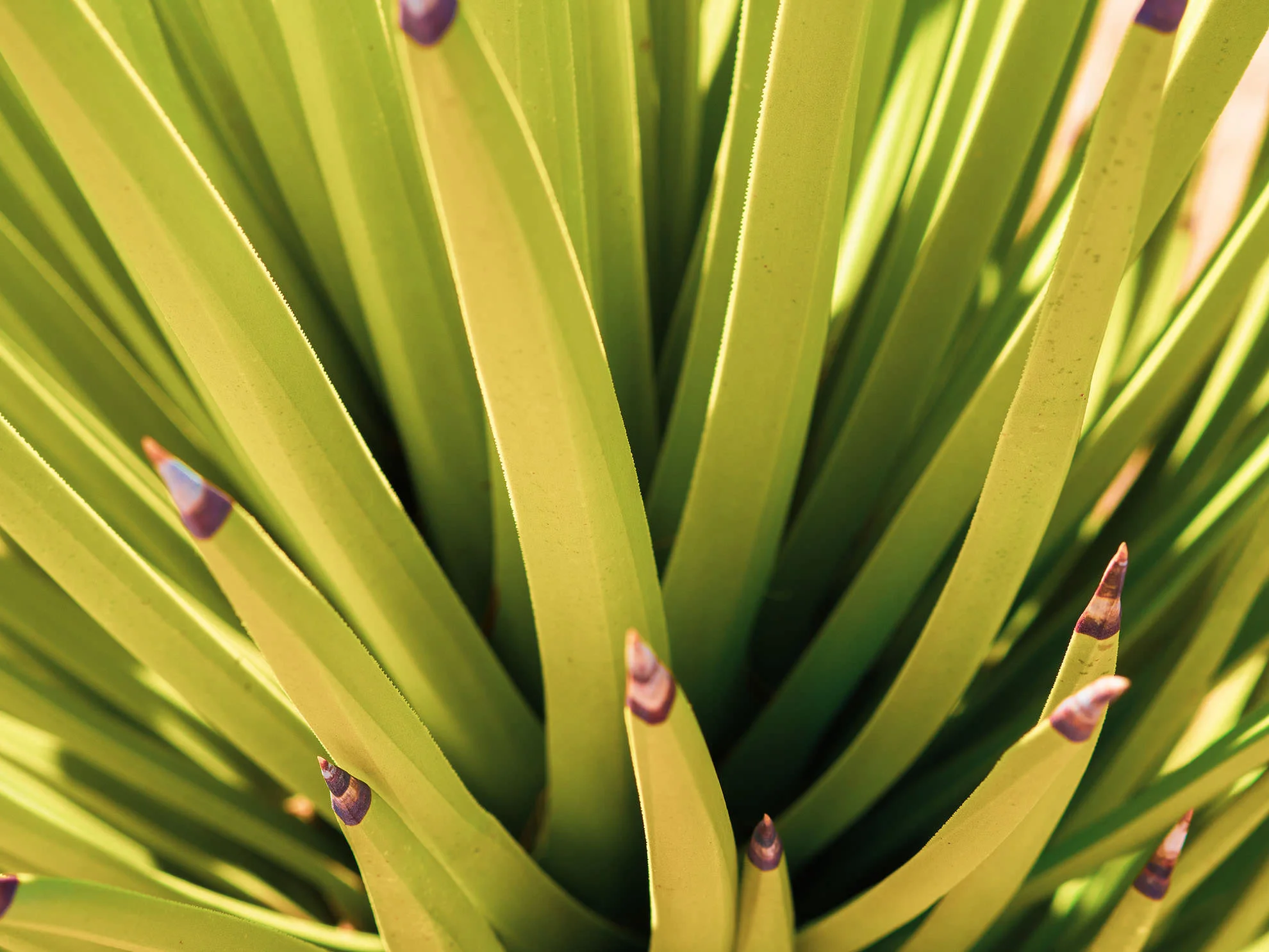 mojave-050398.jpg