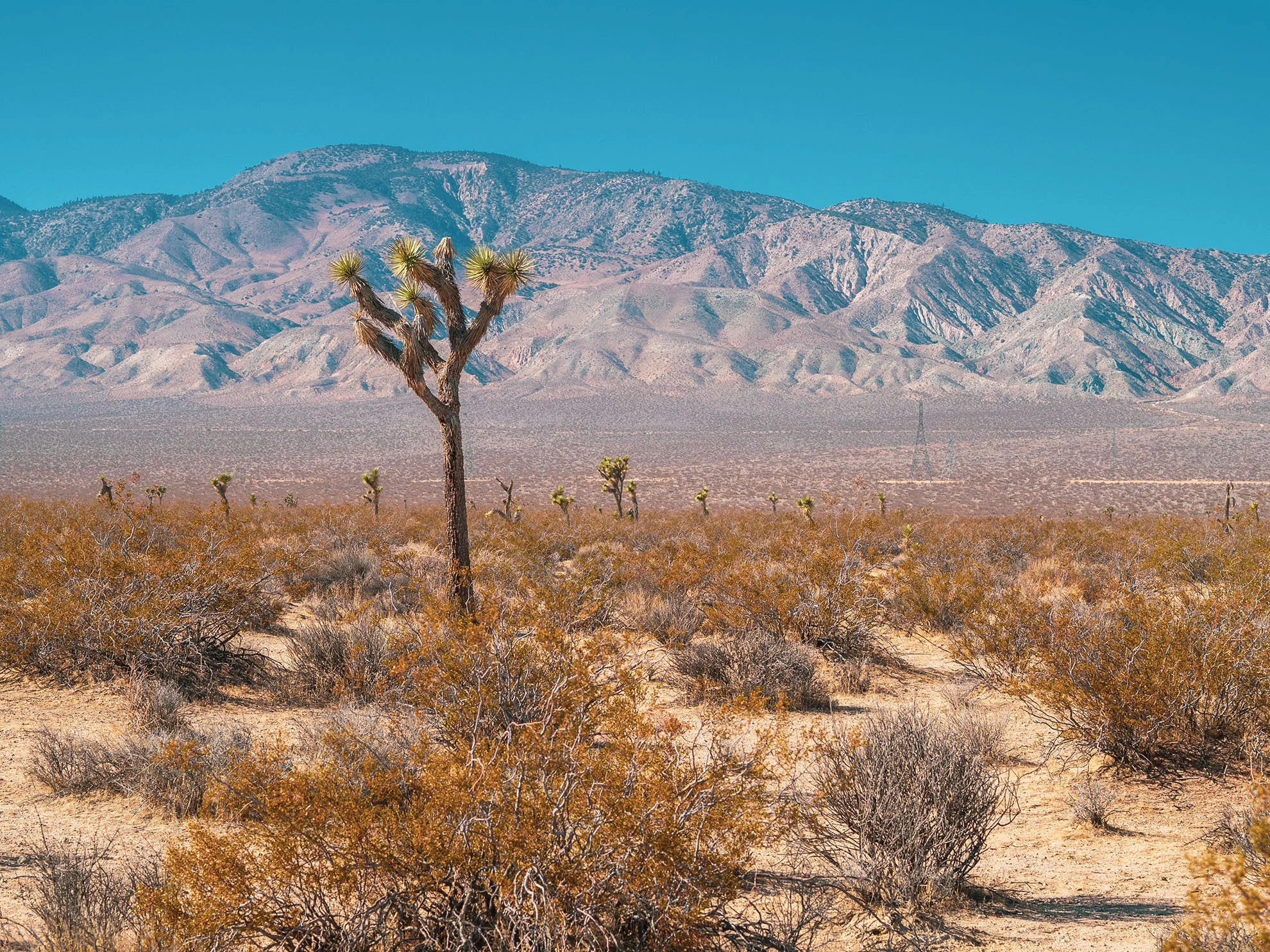 mojave-050395.jpg