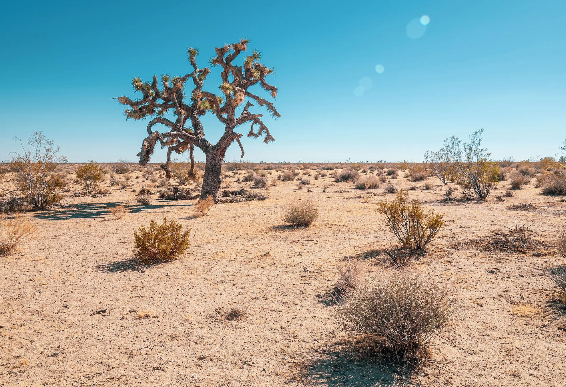 mojave-050333