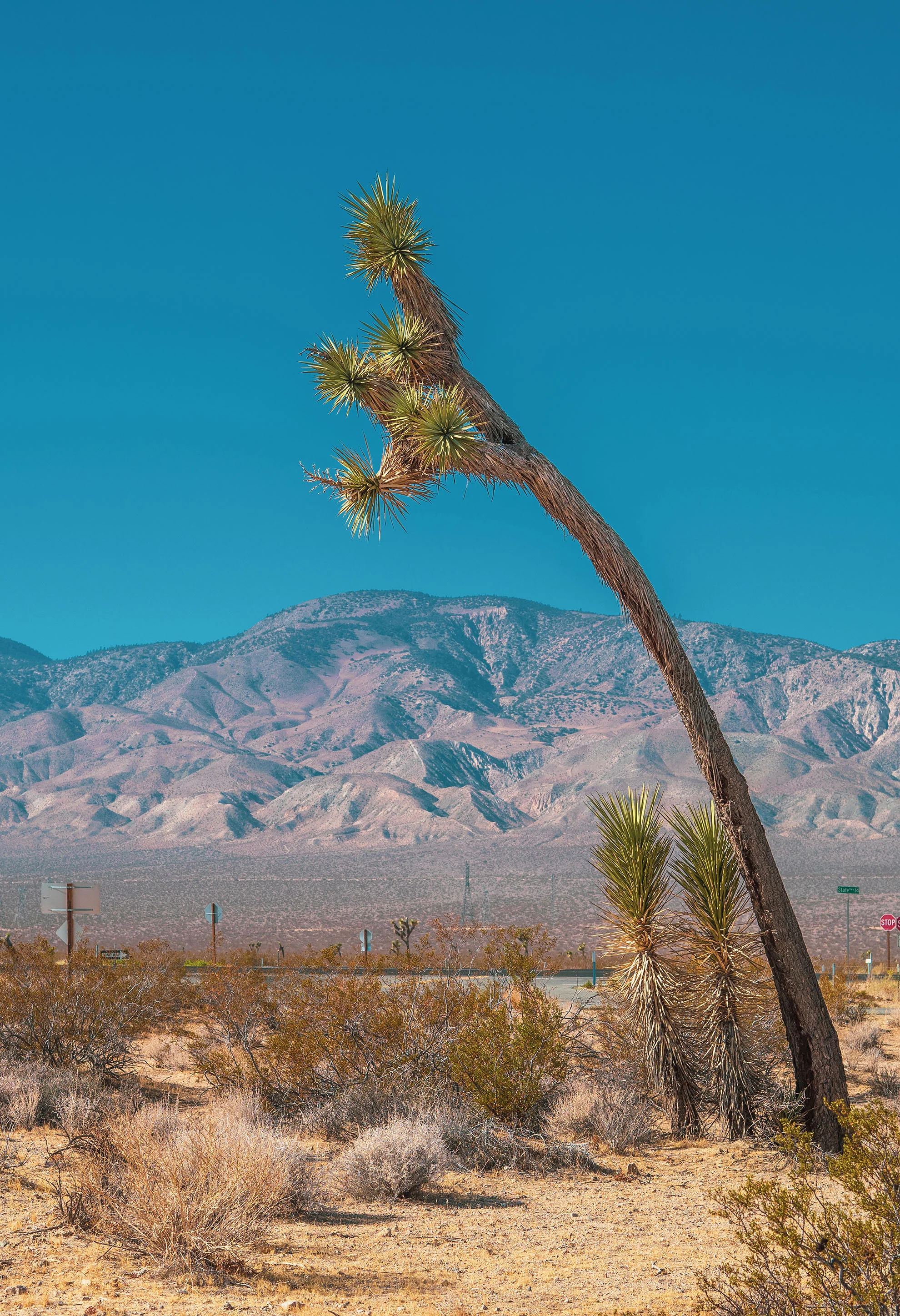mojave-050387-13x19.jpg