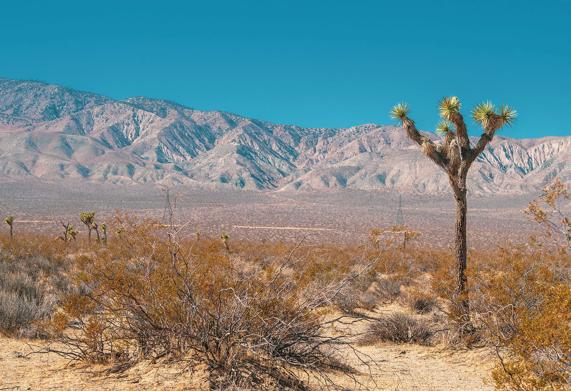 mojave-050412-19x13.jpg