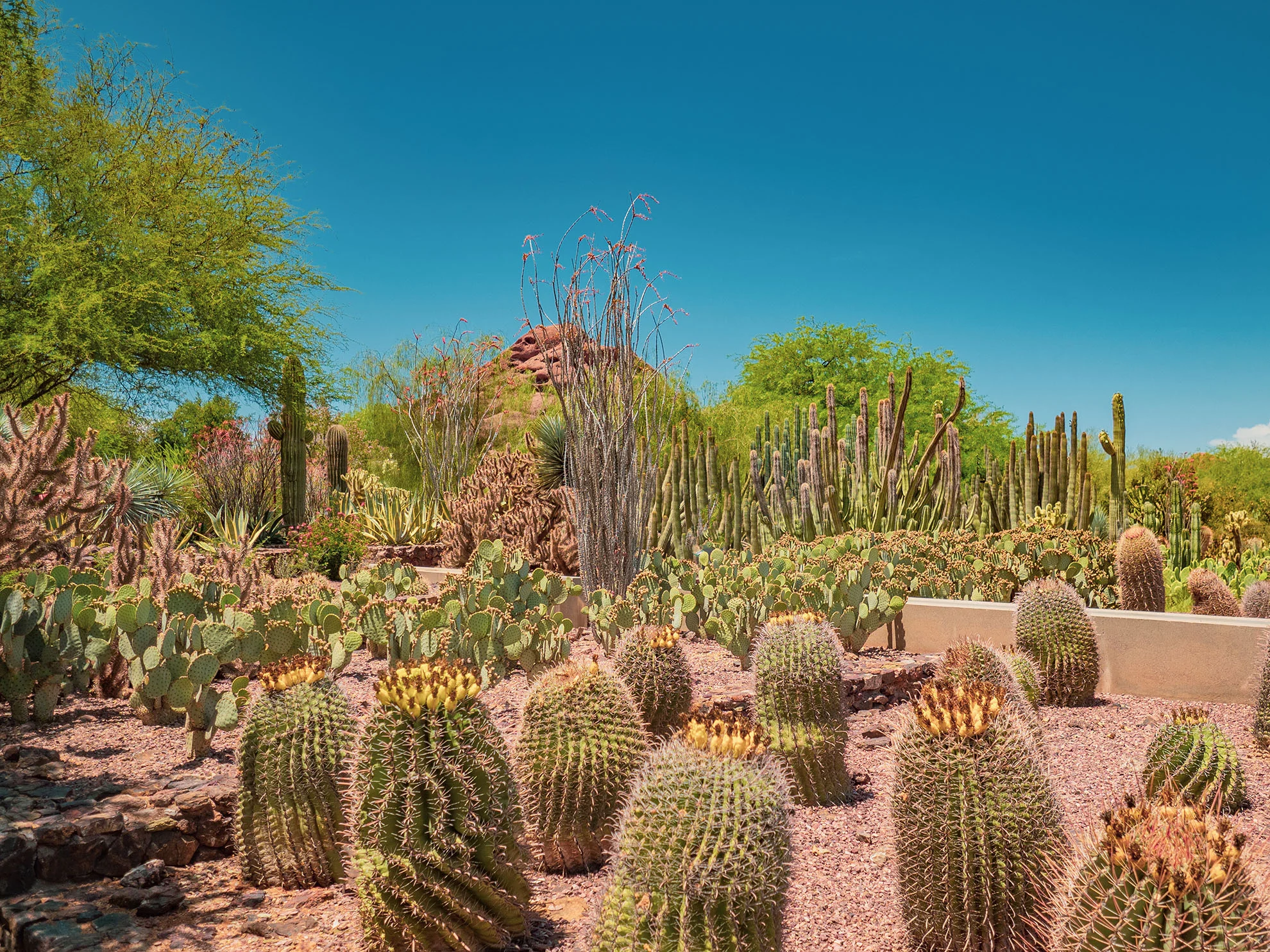 az-botanical-0519-5110156.jpg