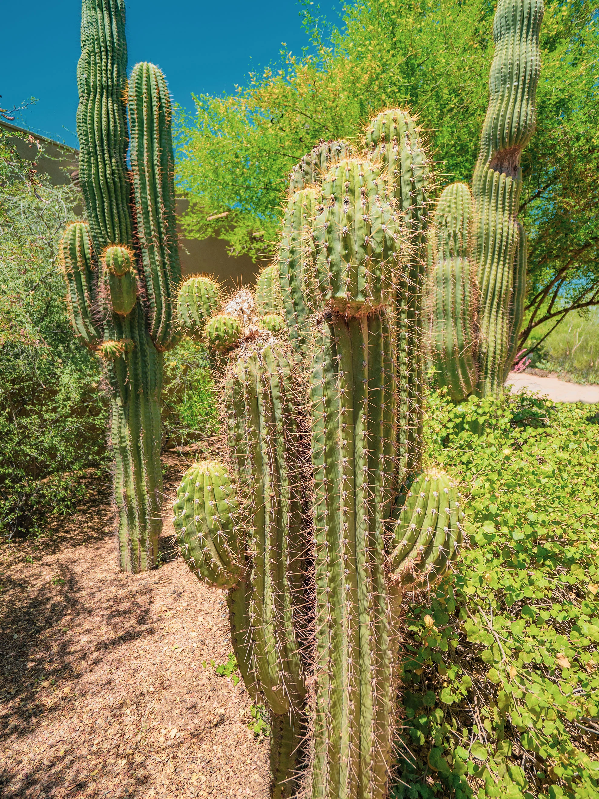 az-botanical-0519-5110166.jpg