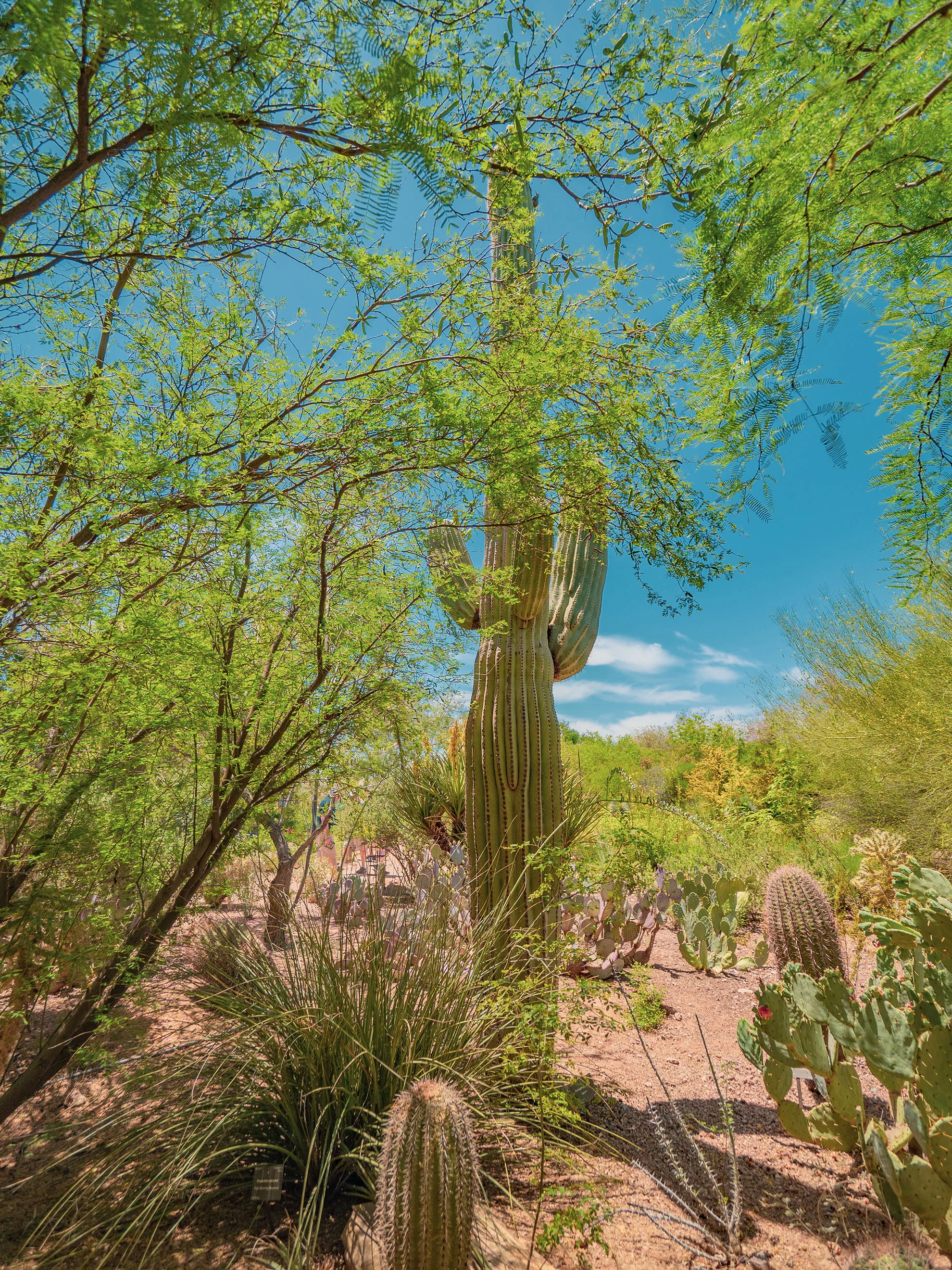 az-botanical-0519-5110168.jpg