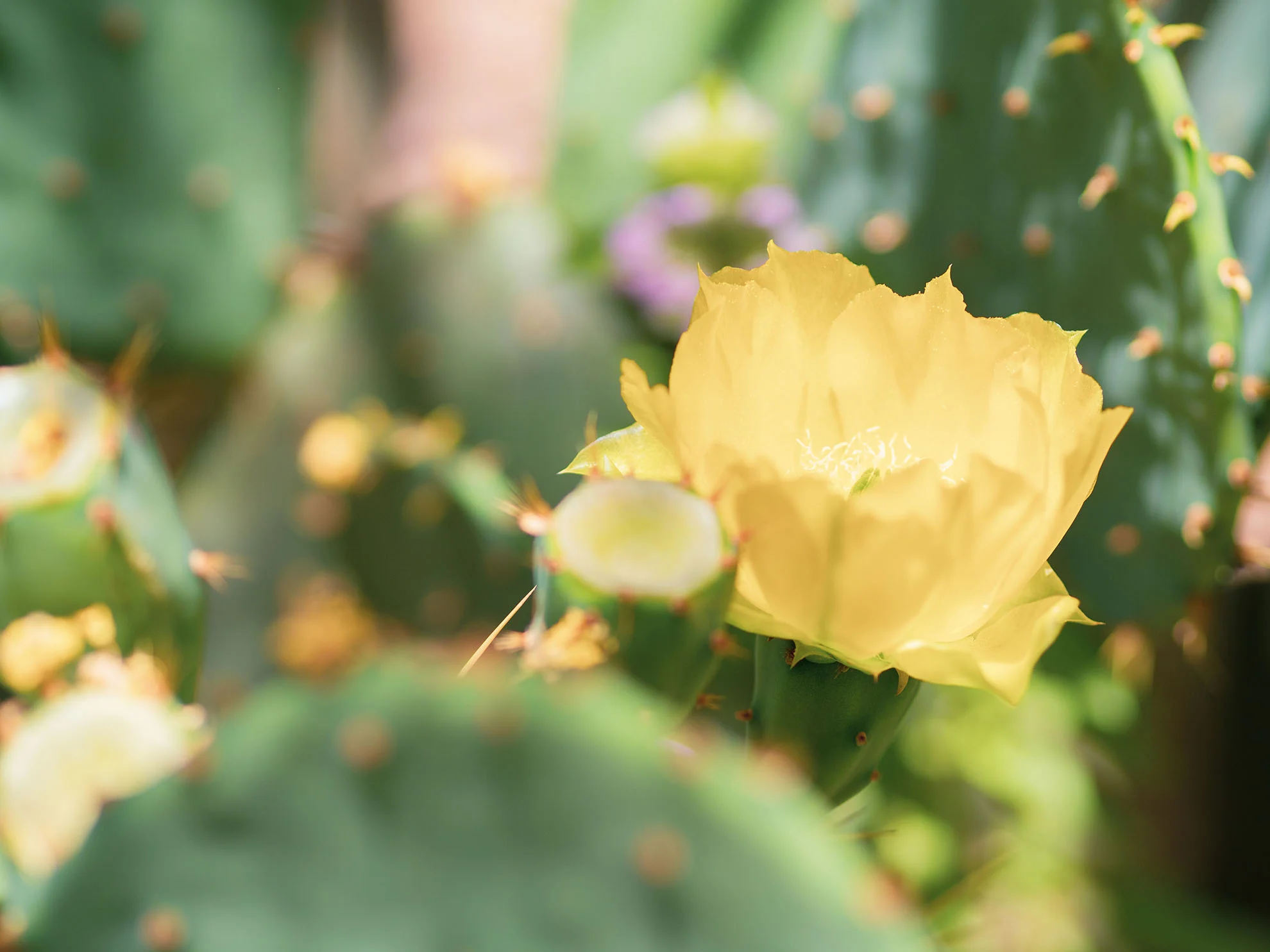 az-botanical-0519-5110186.jpg