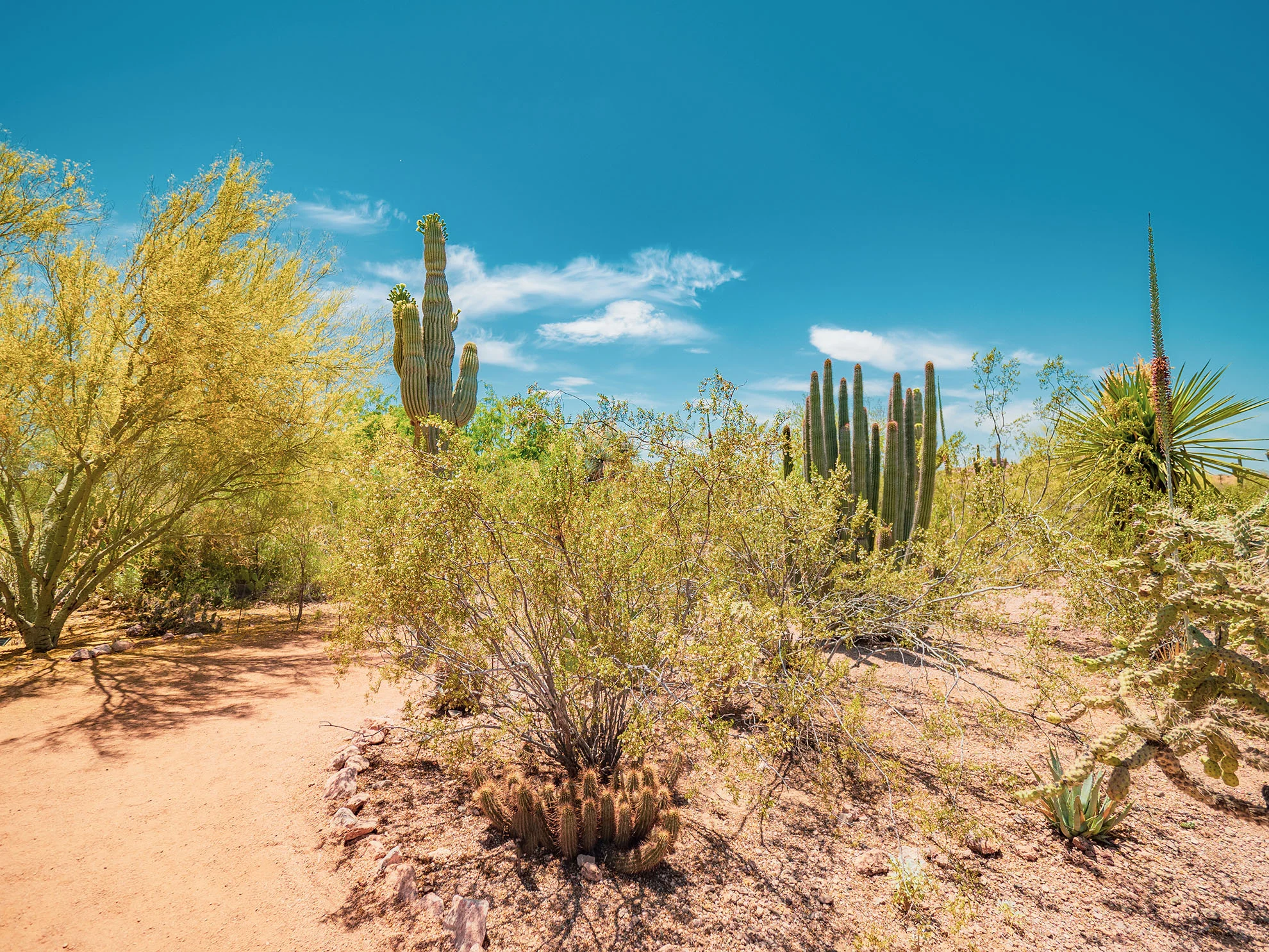 az-botanical-0519-5110208.jpg