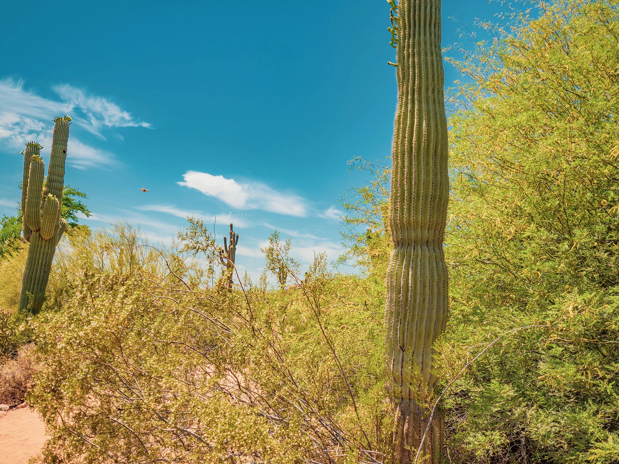 az-botanical-0519-5110224.jpg
