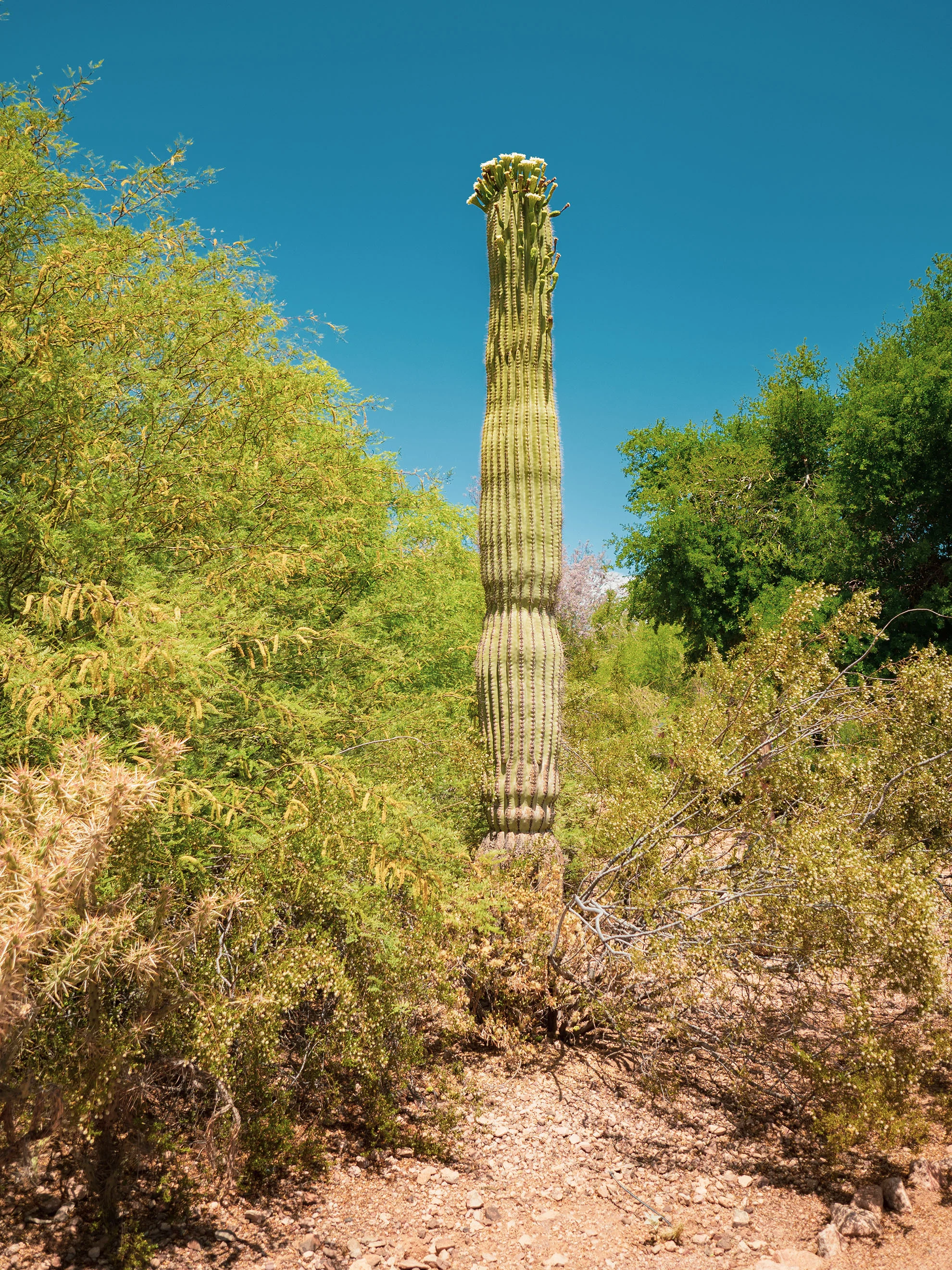 az-botanical-0519-5110221.jpg