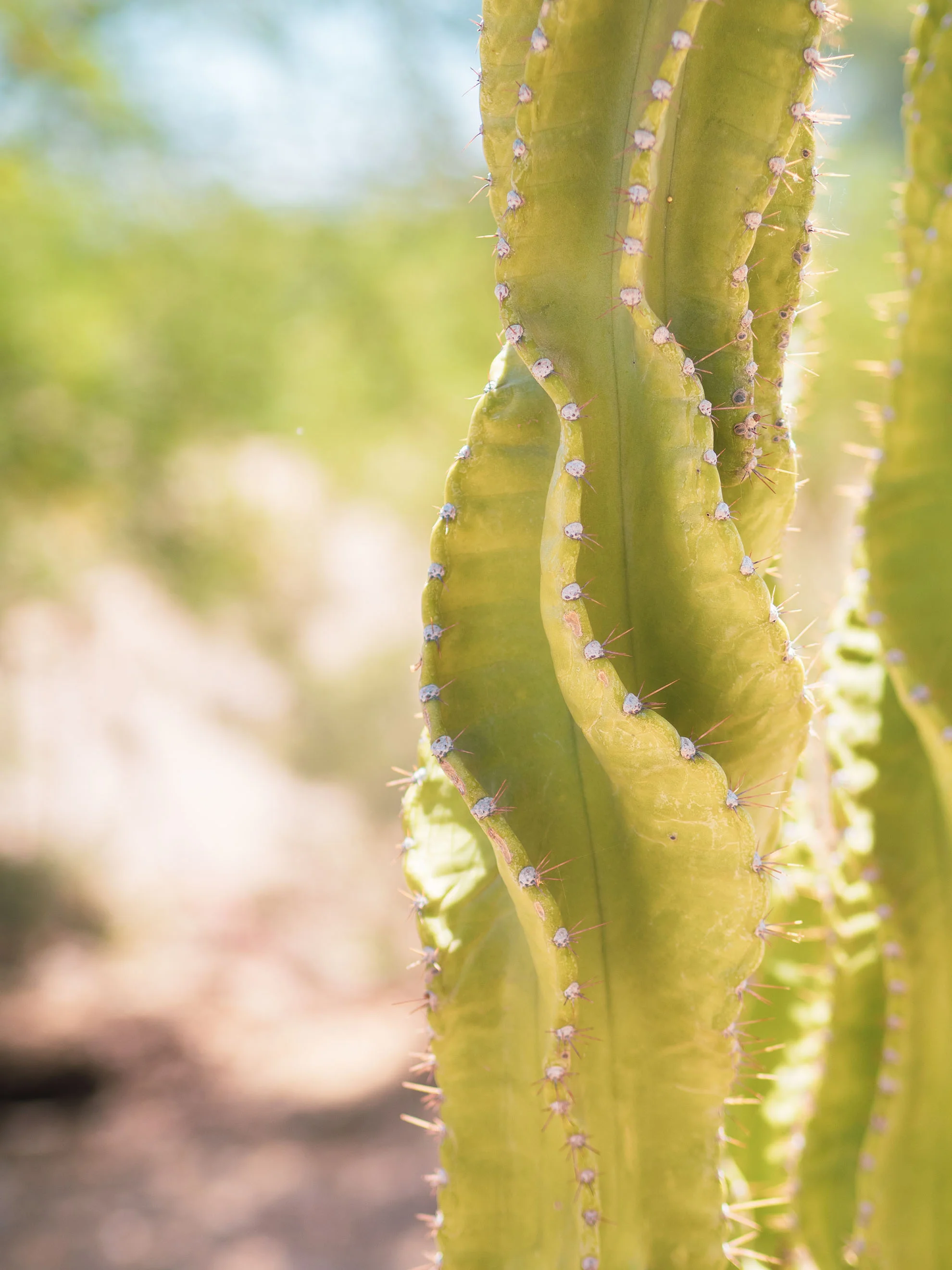 az-botanical-0519-5110324.jpg