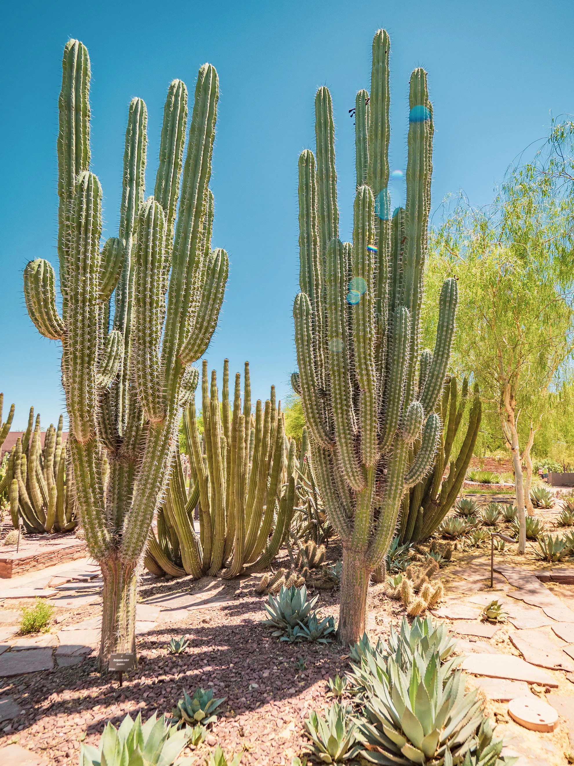 az-botanical-0519-5110364.jpg