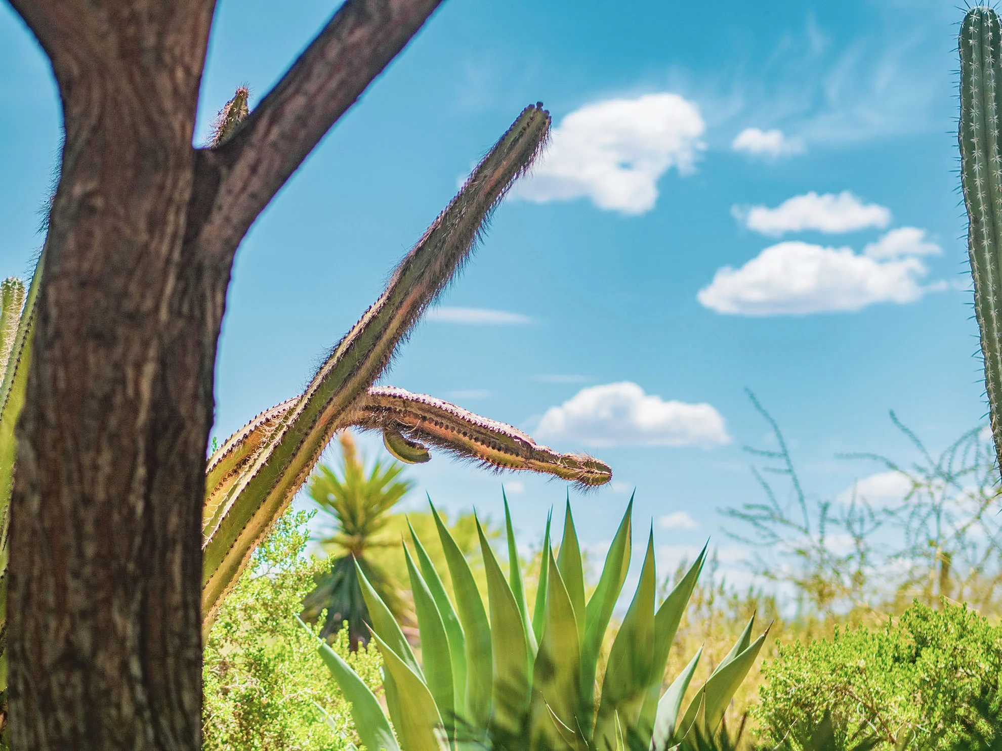 az-botanical-0519-5110394.jpg
