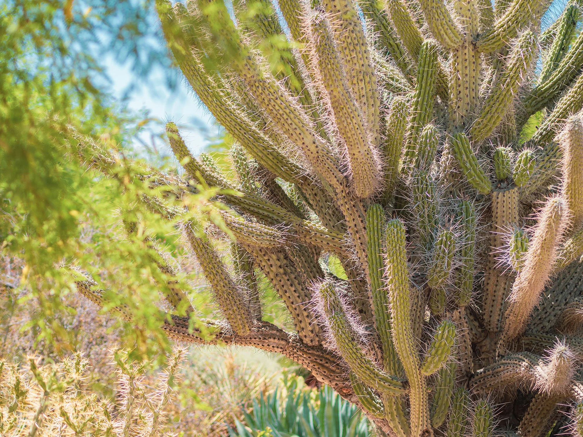 az-botanical-0519-5110449.jpg