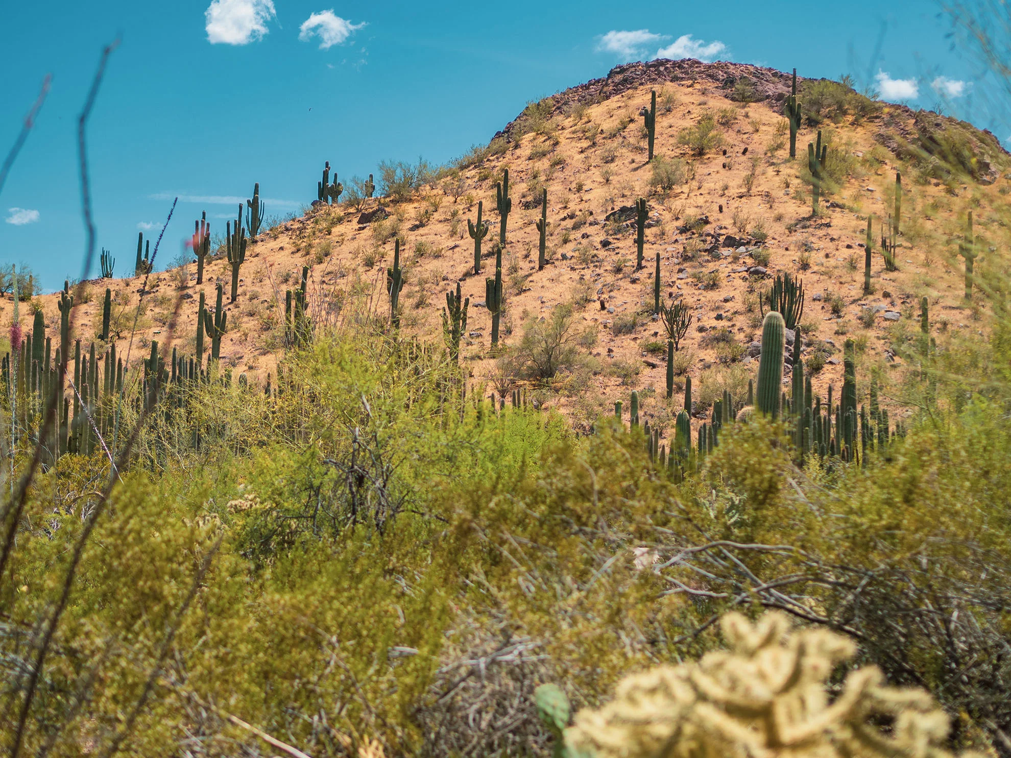 az-botanical-0519-5110475.jpg