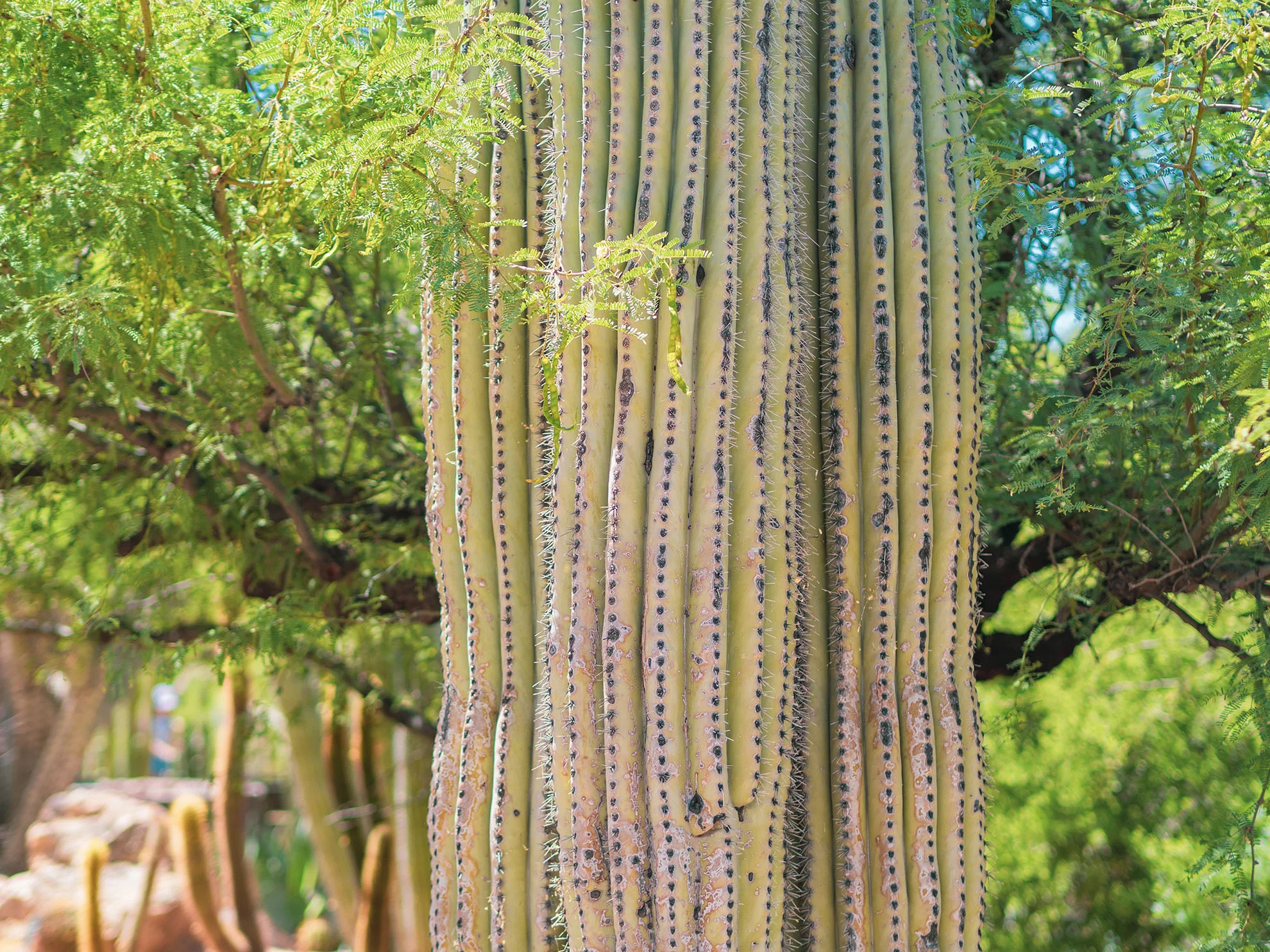 az-botanical-0519-5110469.jpg