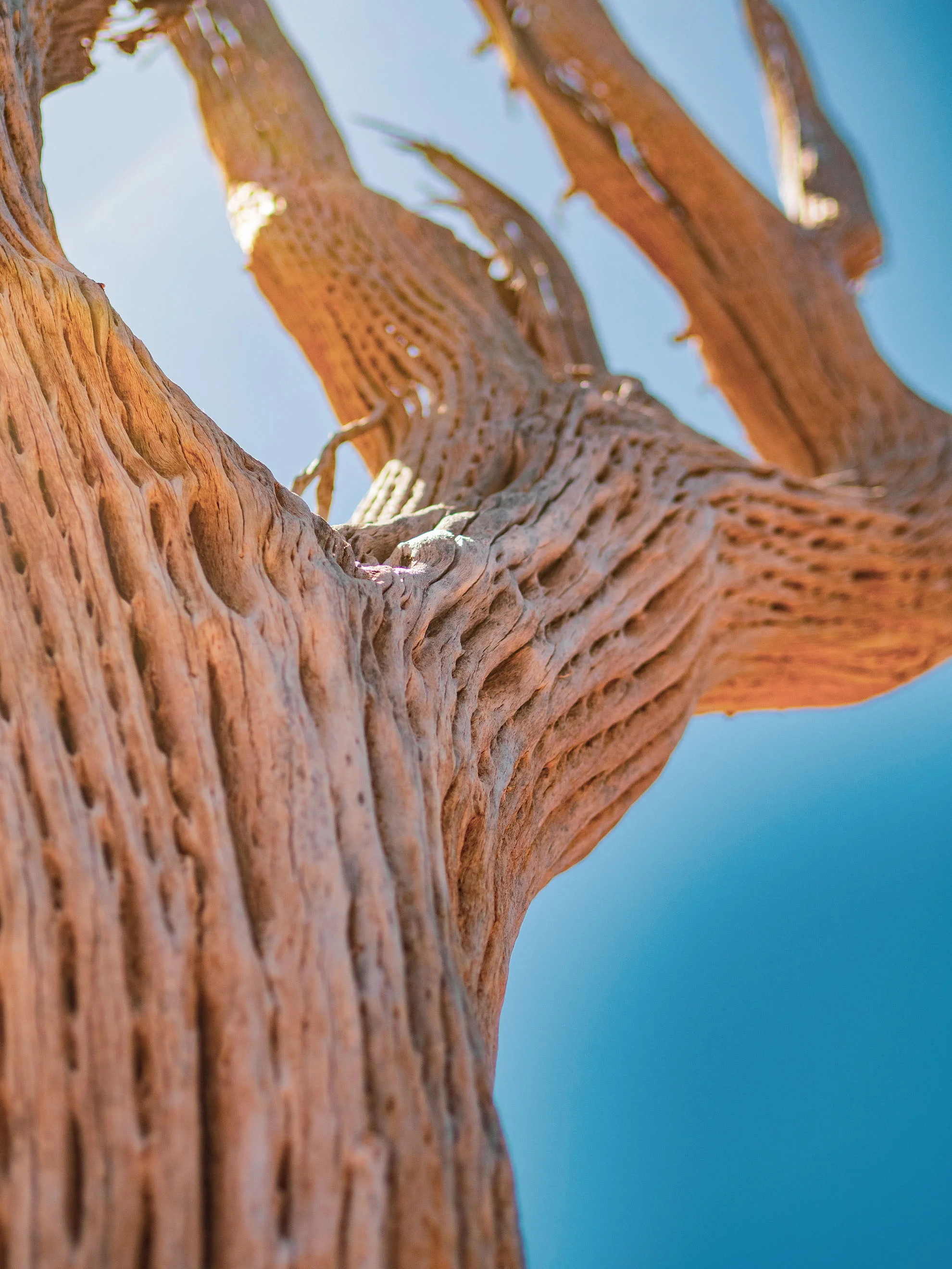az-botanical-0519-5110484.jpg