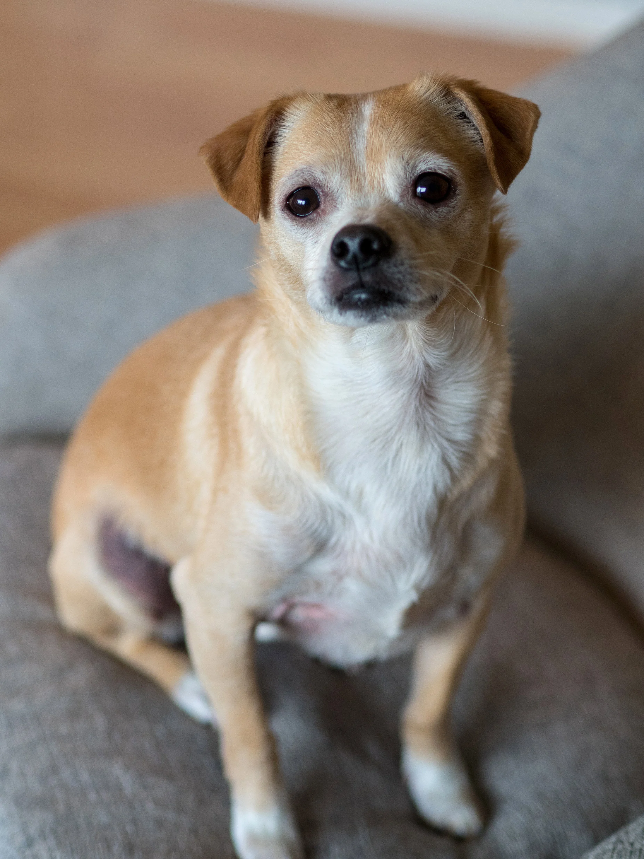 dogsP2240780-small.jpg