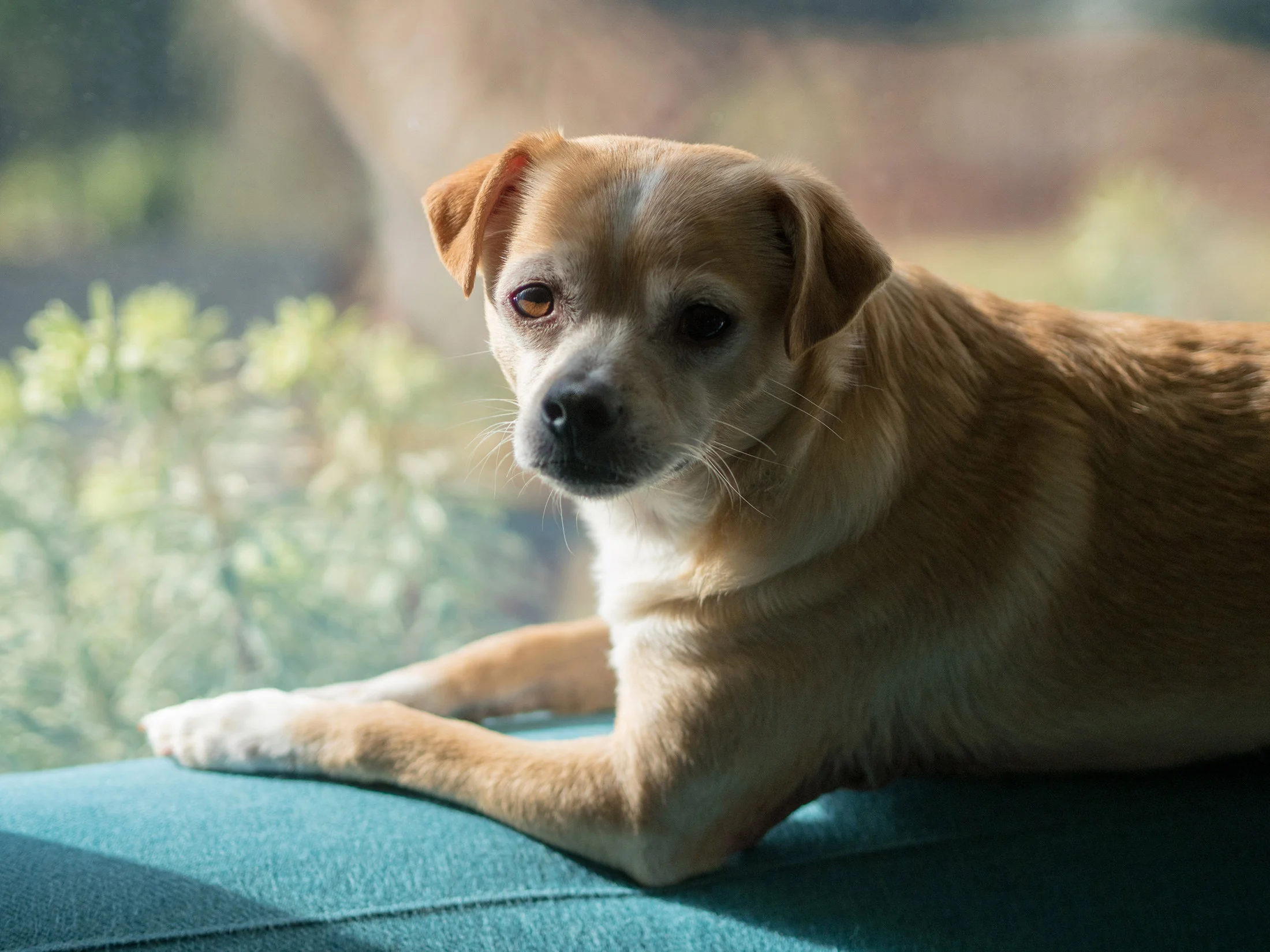 dogsP2240857-small.jpg