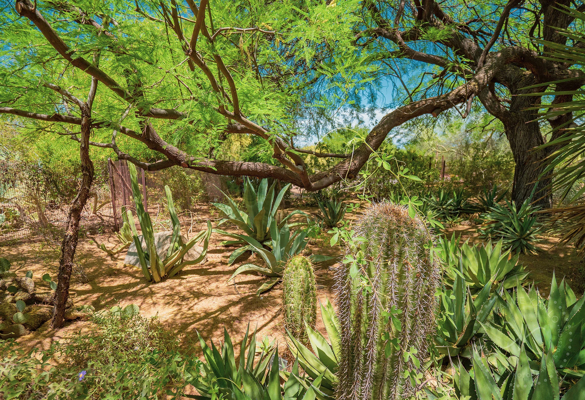 az-botanical-5110167.jpg