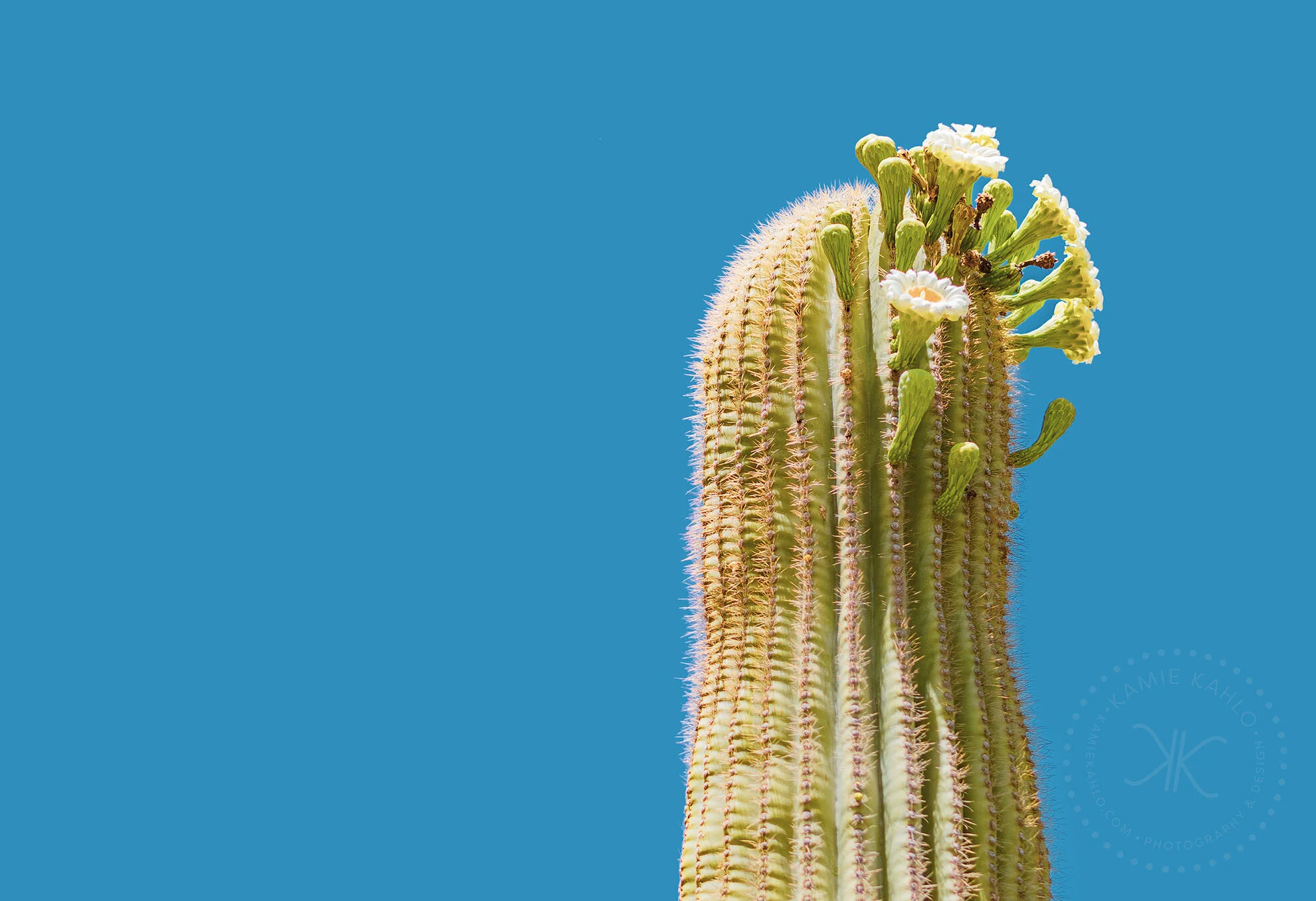 az-botanical-5110180