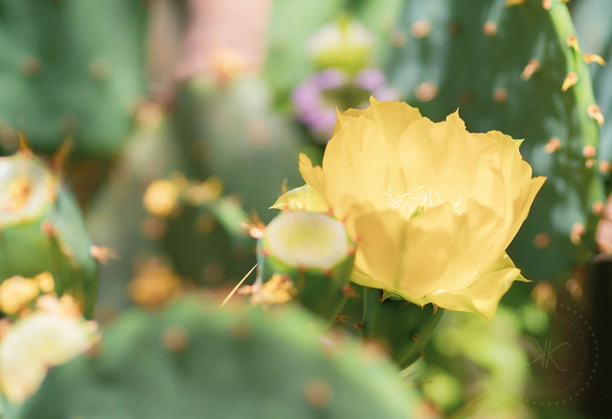 az-botanical-5110186