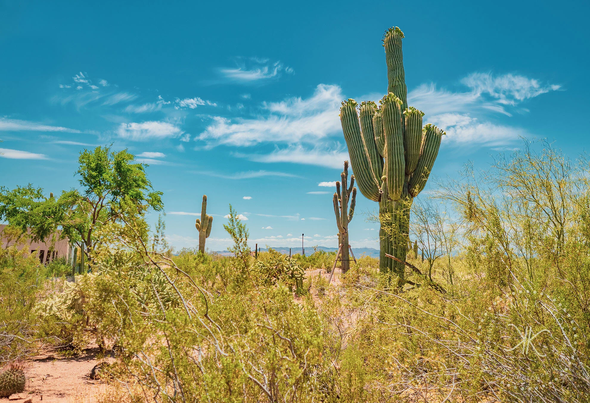 az-botanical-5110213