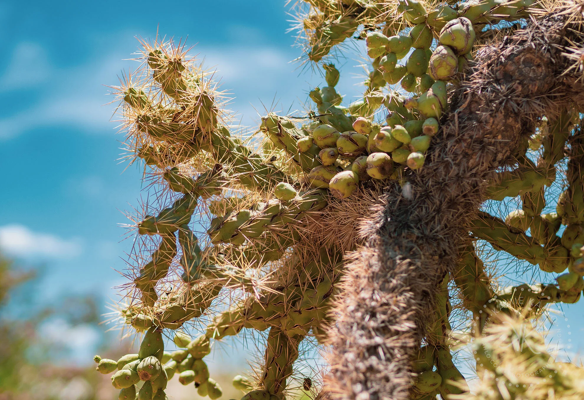 az-botanical-5110339